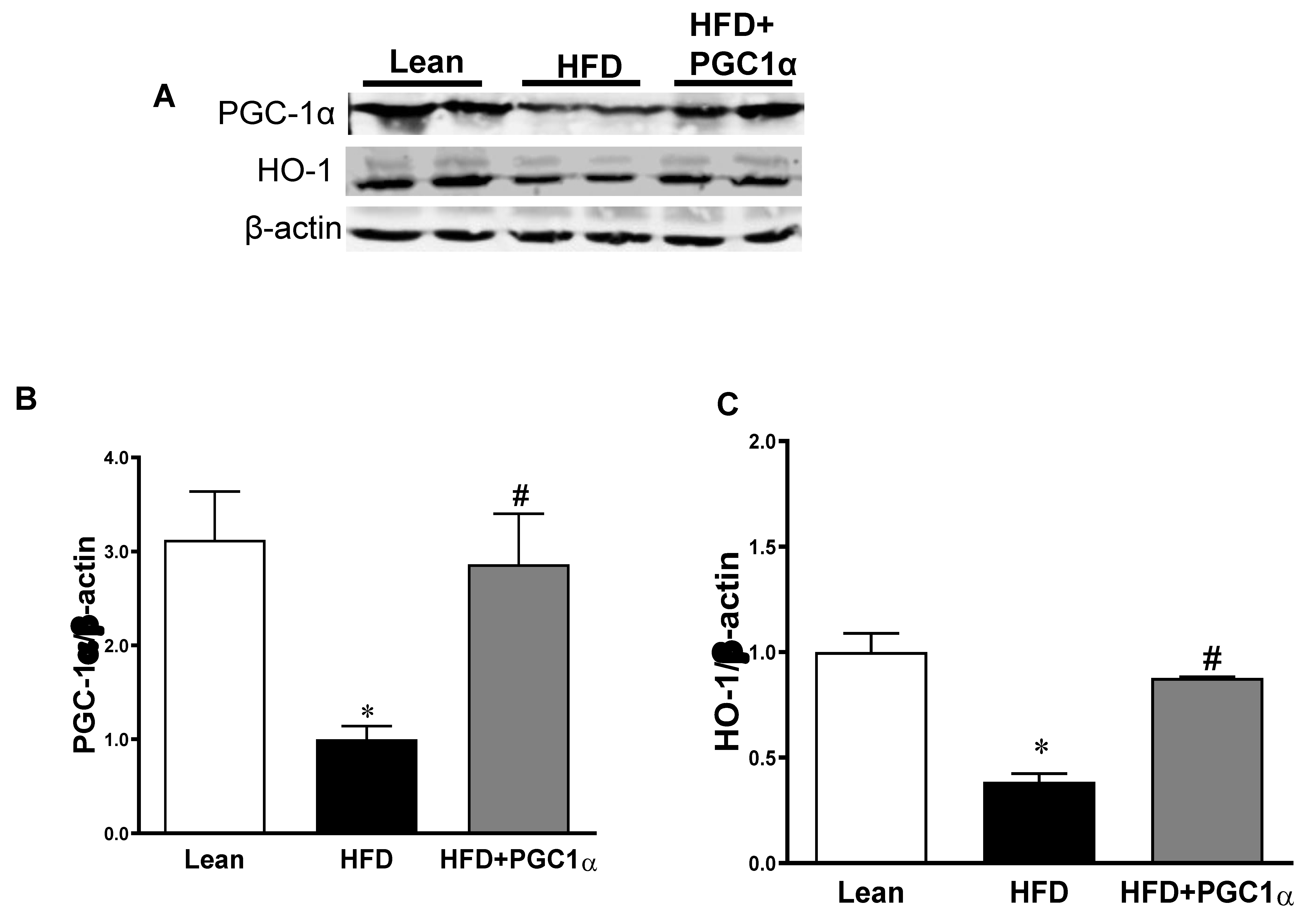 Antioxidants 11 01147 g004a Antioxidants 11 01147 g004a