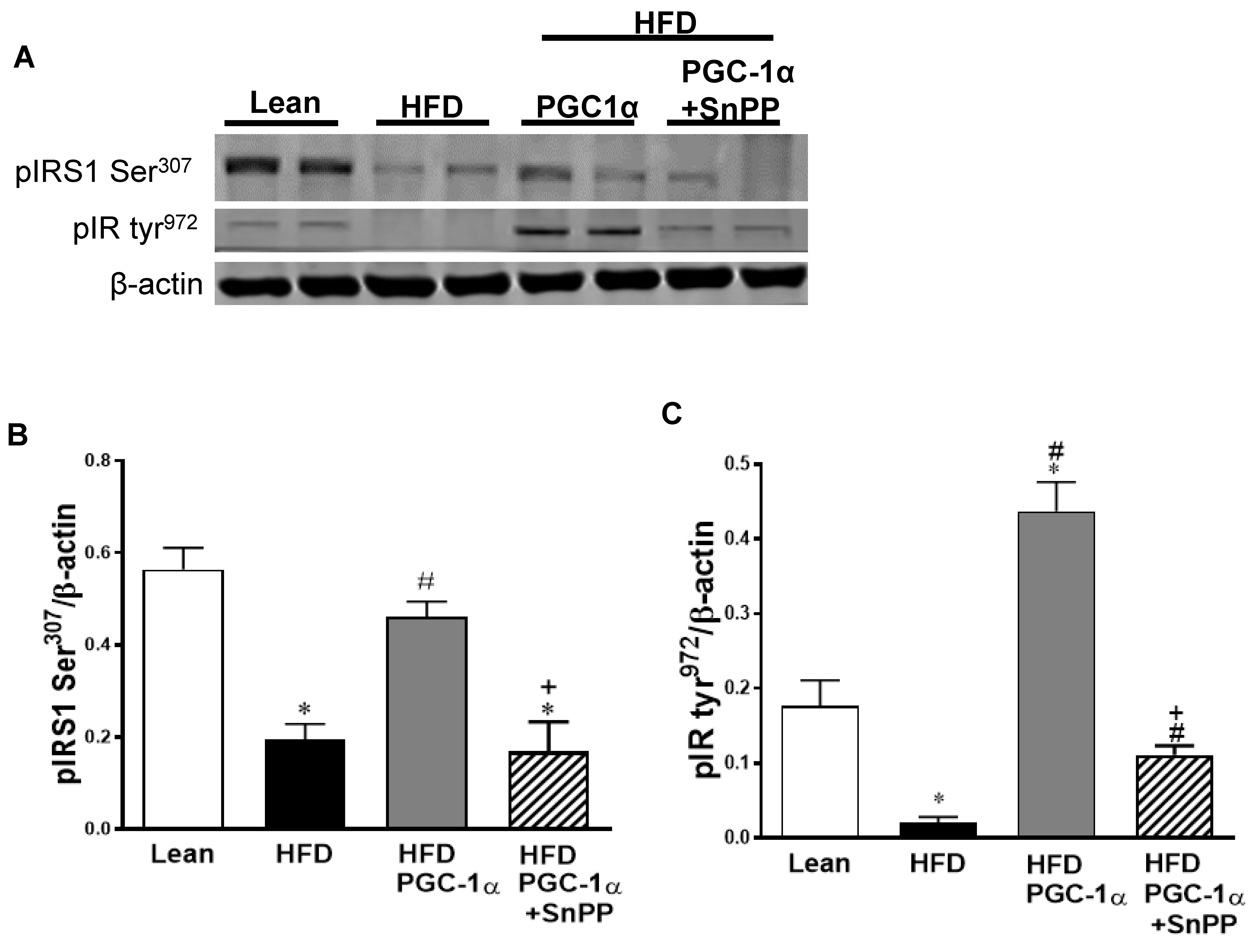 Antioxidants 11 01147 g008a Antioxidants 11 01147 g008a