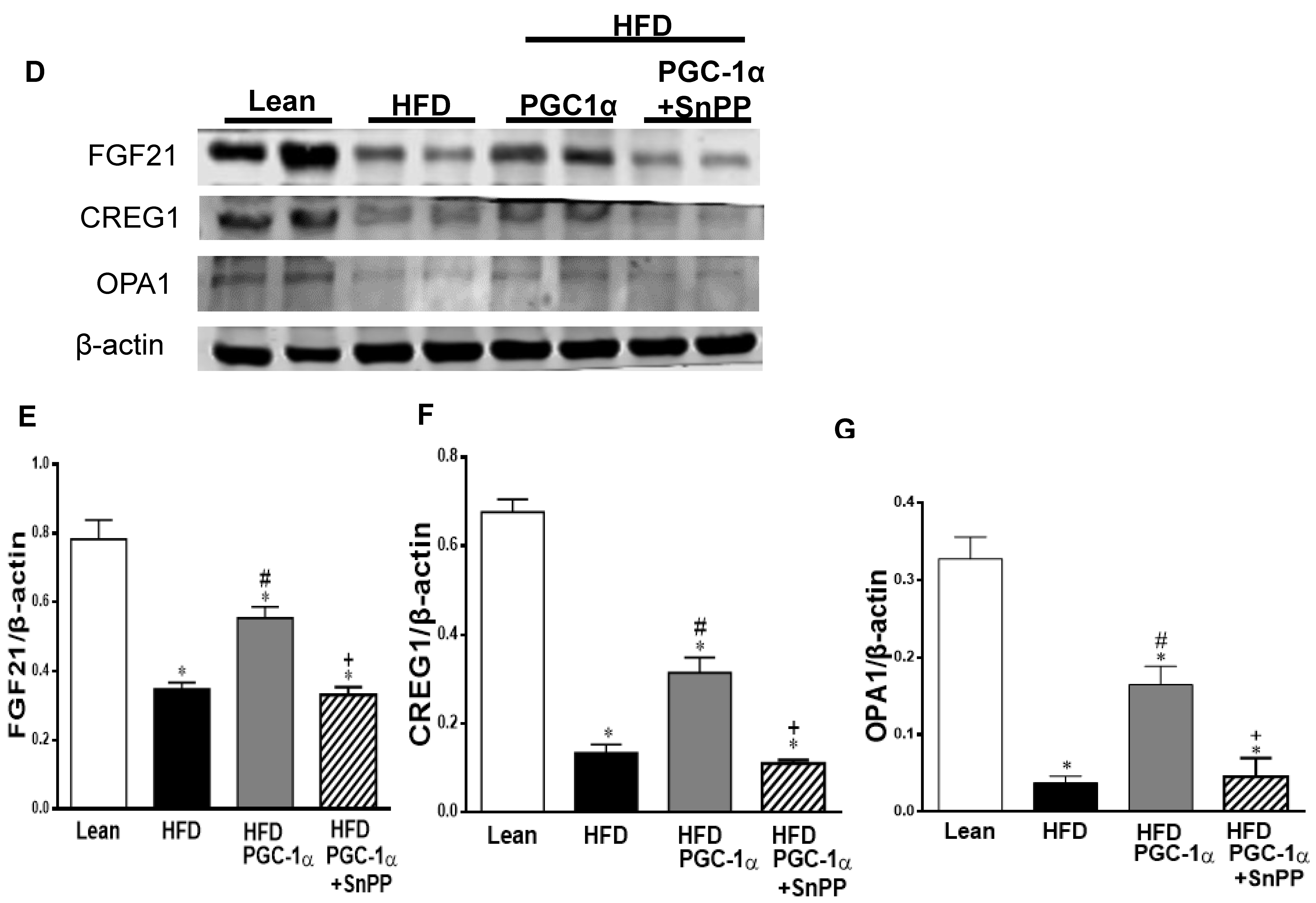 Antioxidants 11 01147 g008b Antioxidants 11 01147 g008b