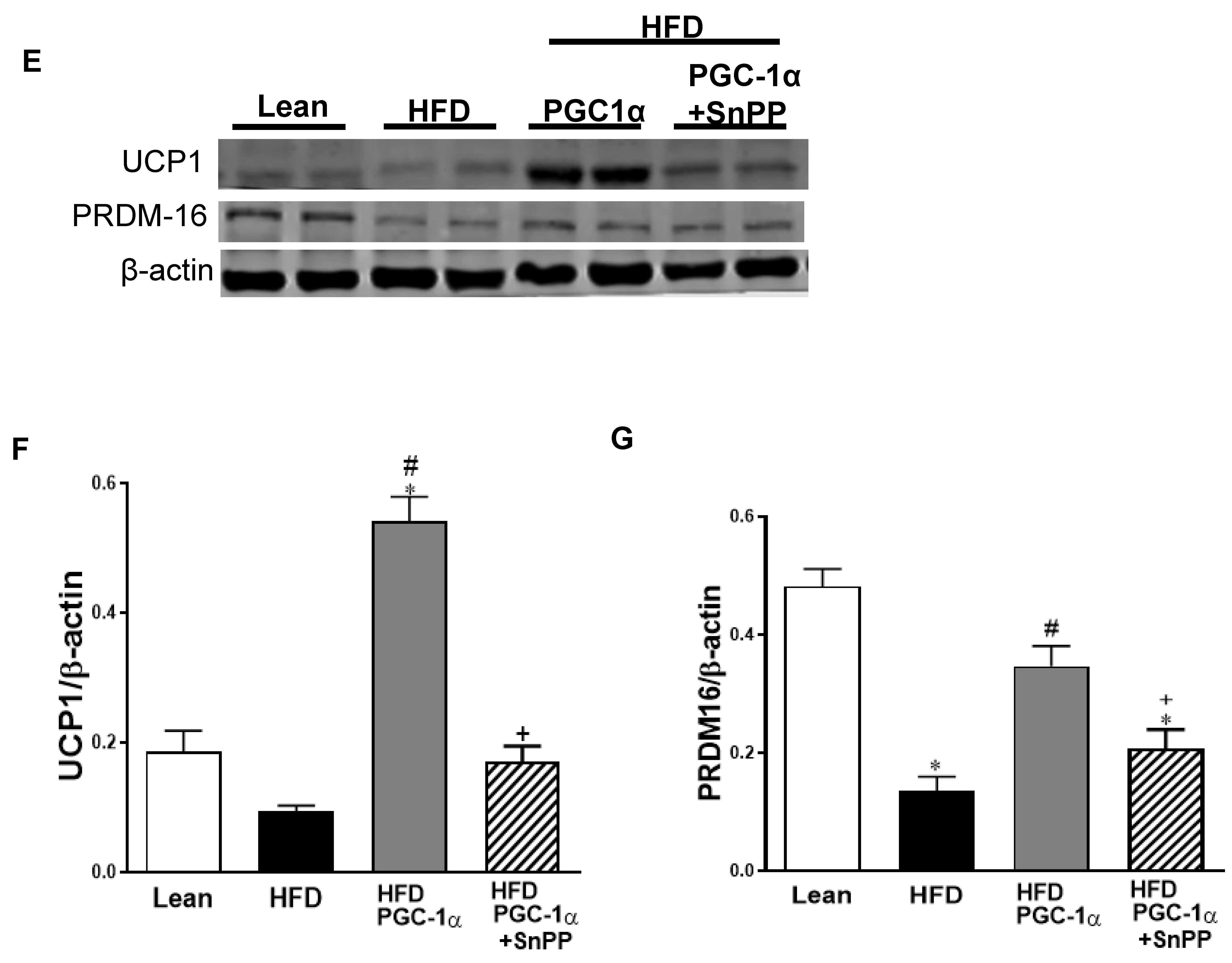 Antioxidants 11 01147 g009b Antioxidants 11 01147 g009b