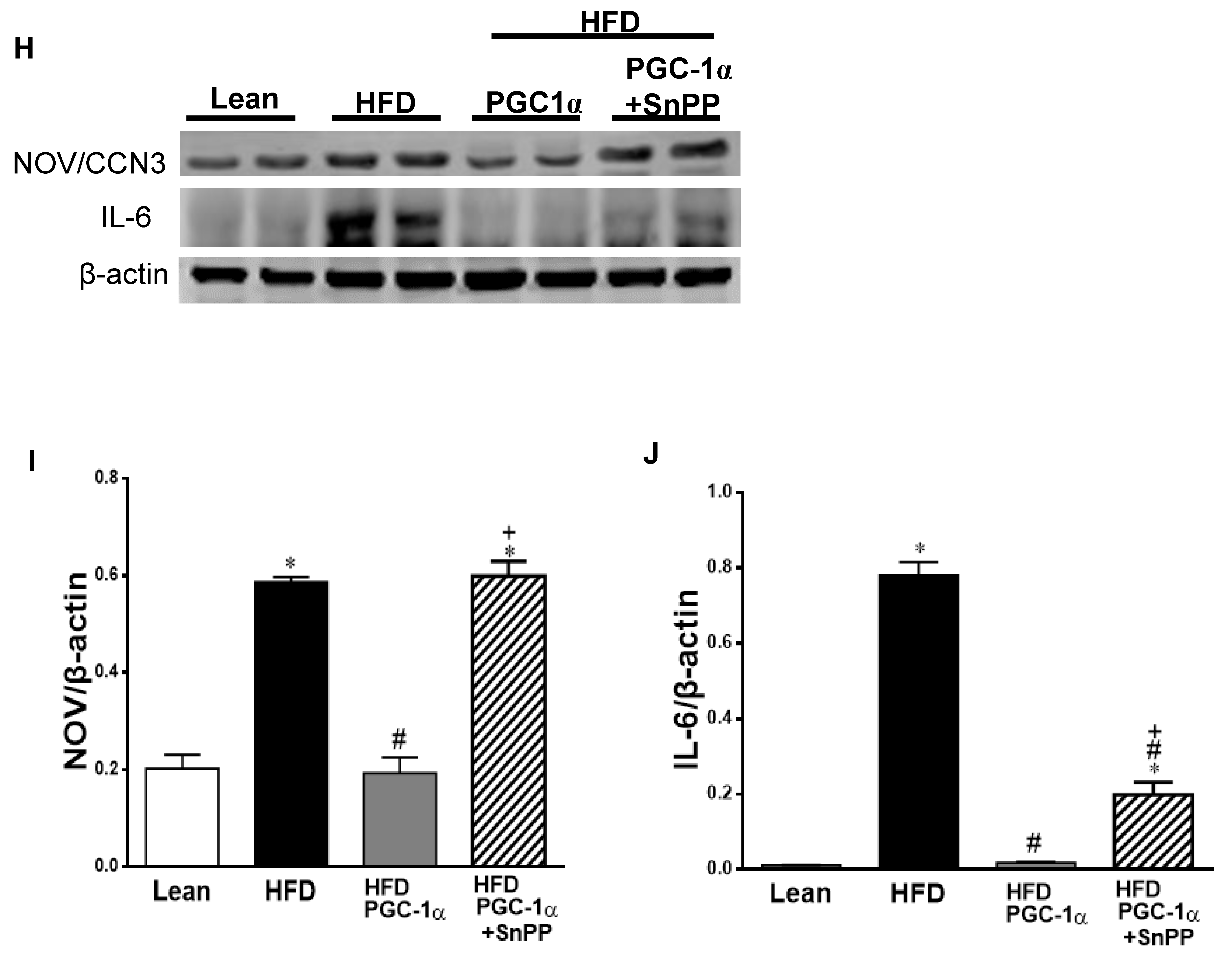Antioxidants 11 01147 g009c Antioxidants 11 01147 g009c