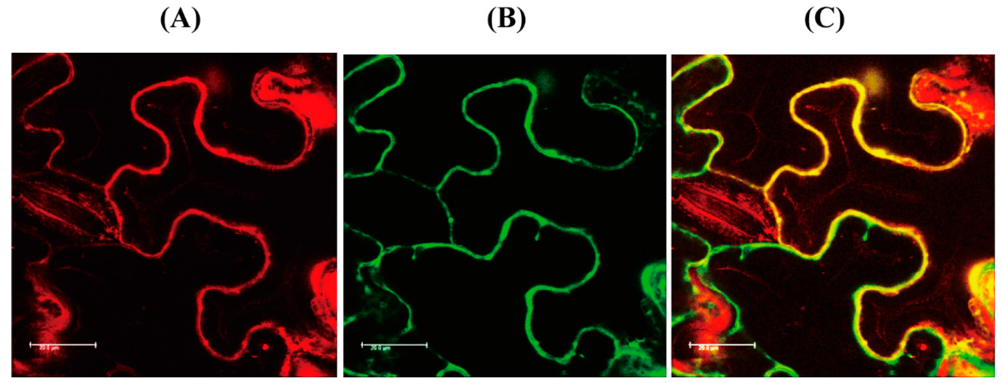 Antioxidants 11 01157 g006 550