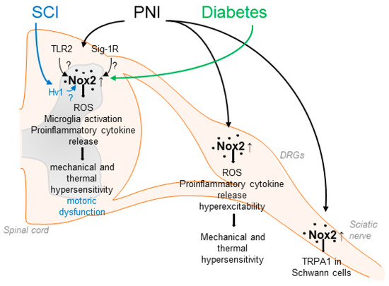 Frontiers | Accentuating CircRNA-miRNA-Transcription Factors