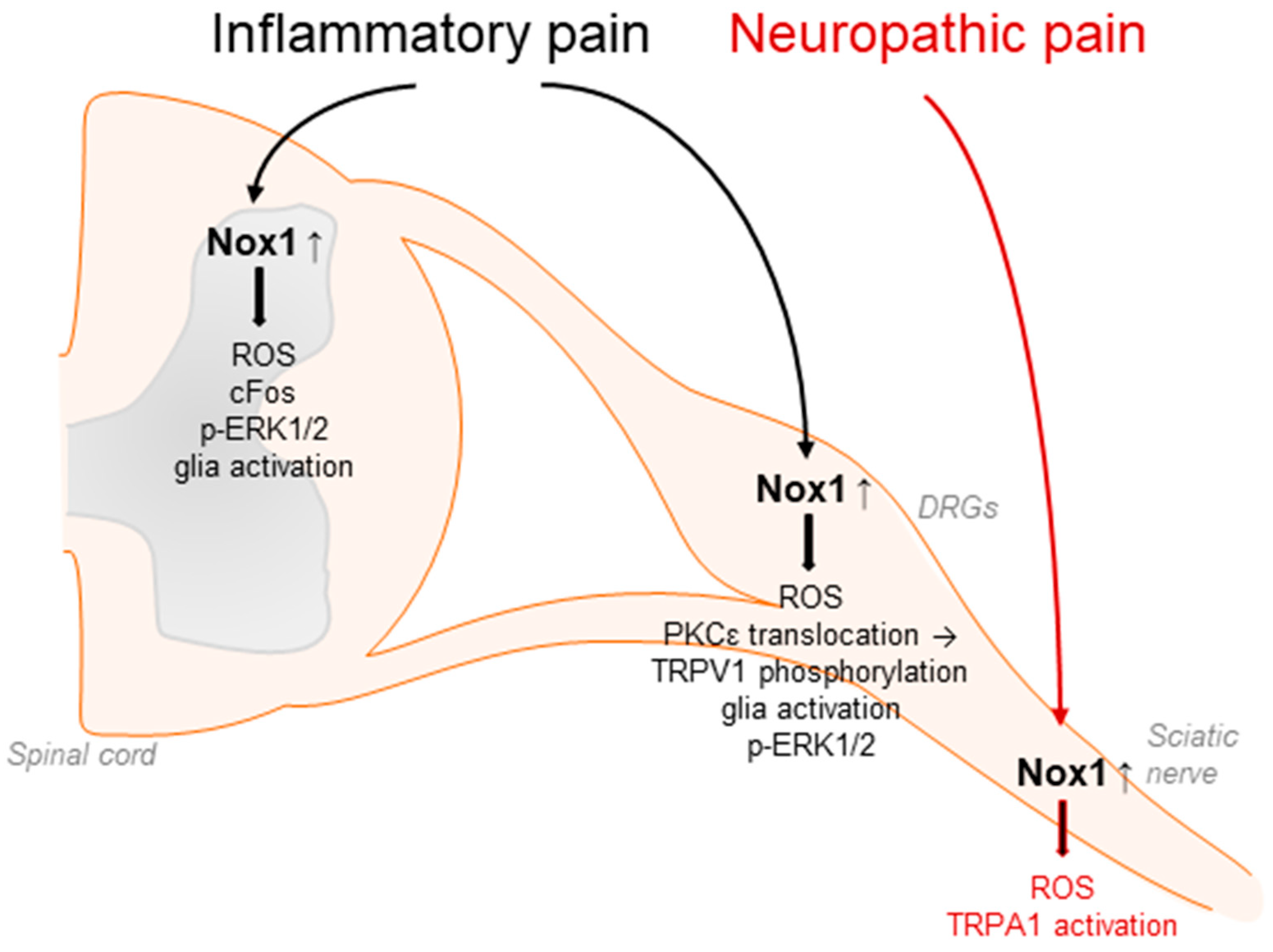 Antioxidants 11 01162 g002