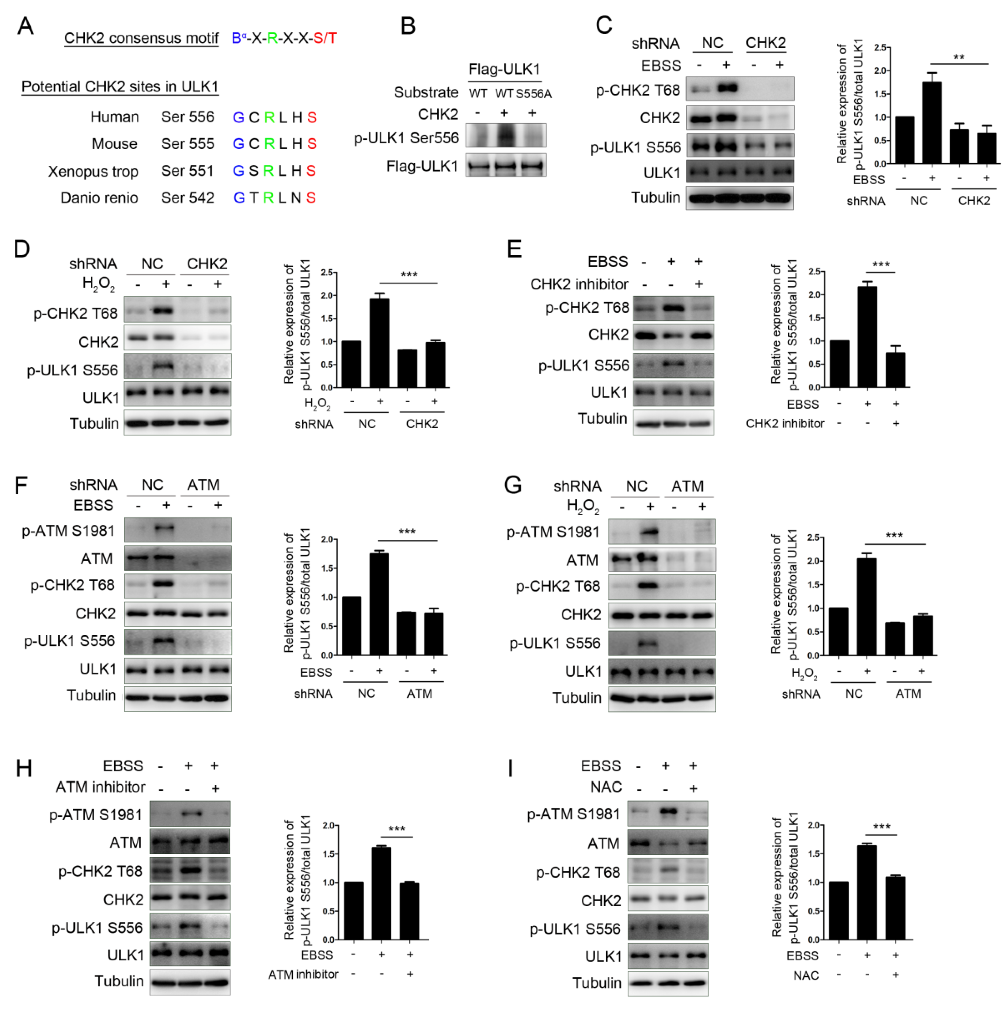 Antioxidants 11 01166 g002 550