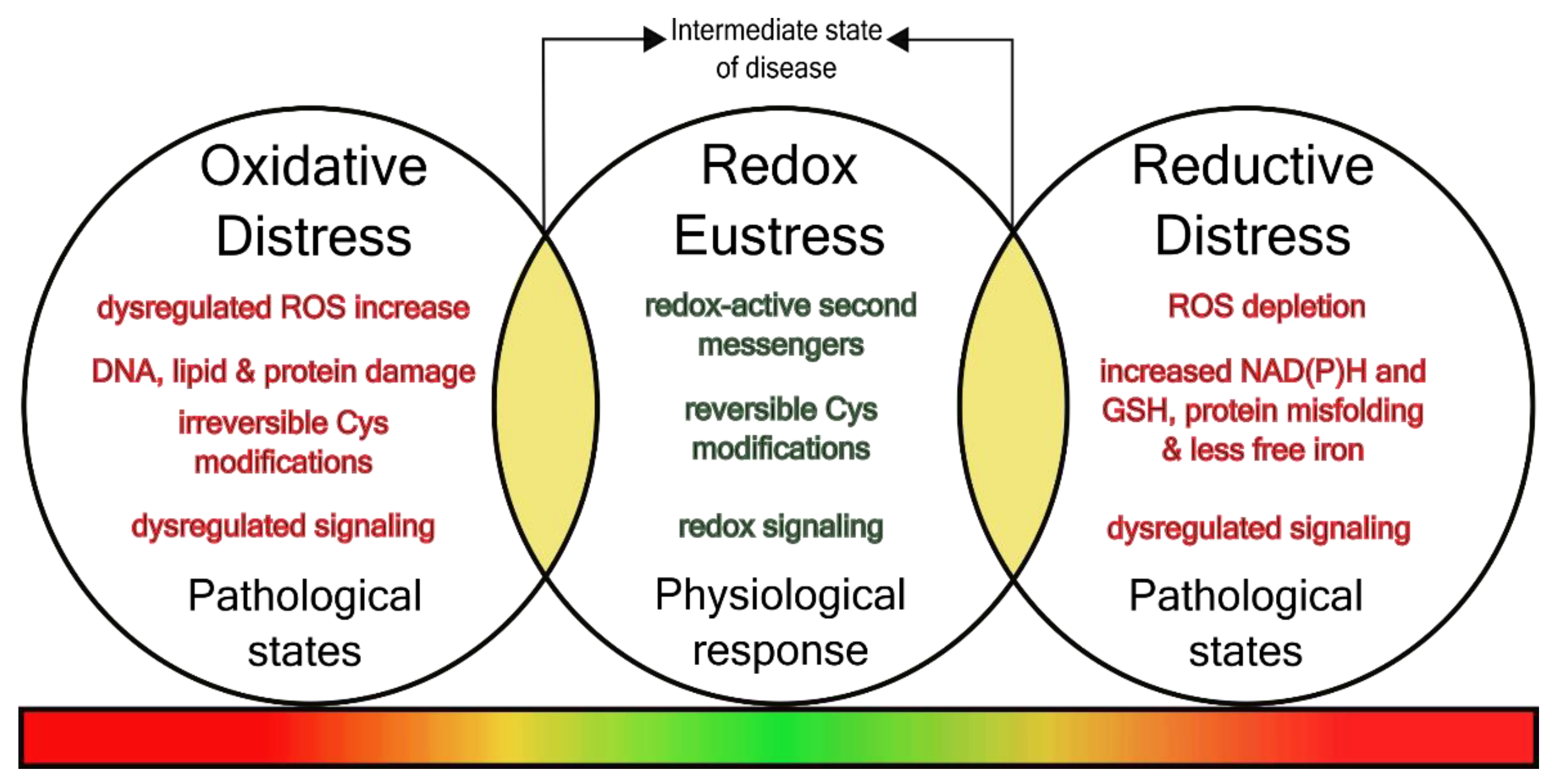 Antioxidants 11 01181 g001 Antioxidants 11 01181 g001