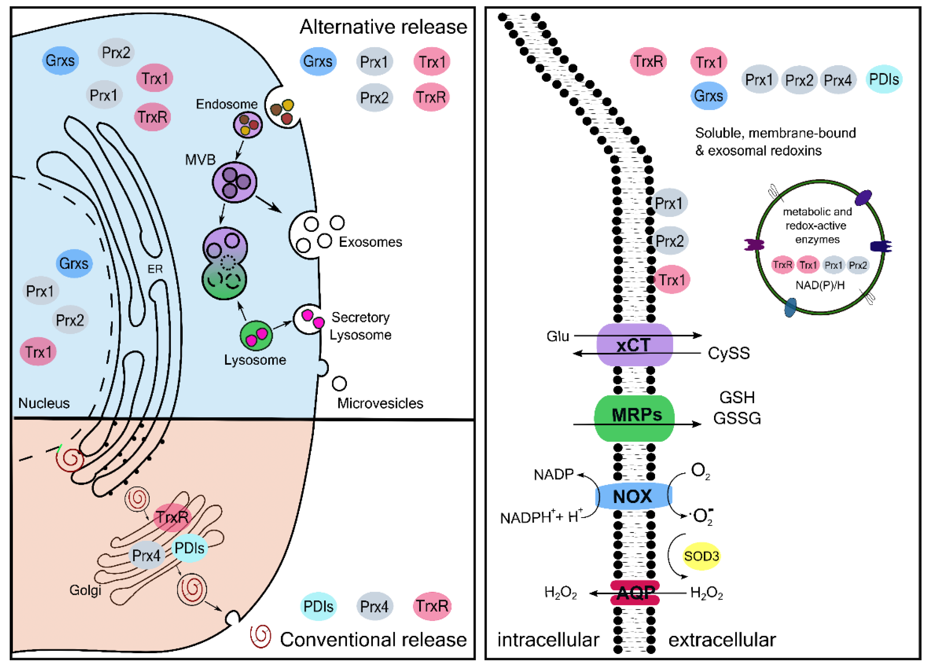 Antioxidants 11 01181 g002 Antioxidants 11 01181 g002