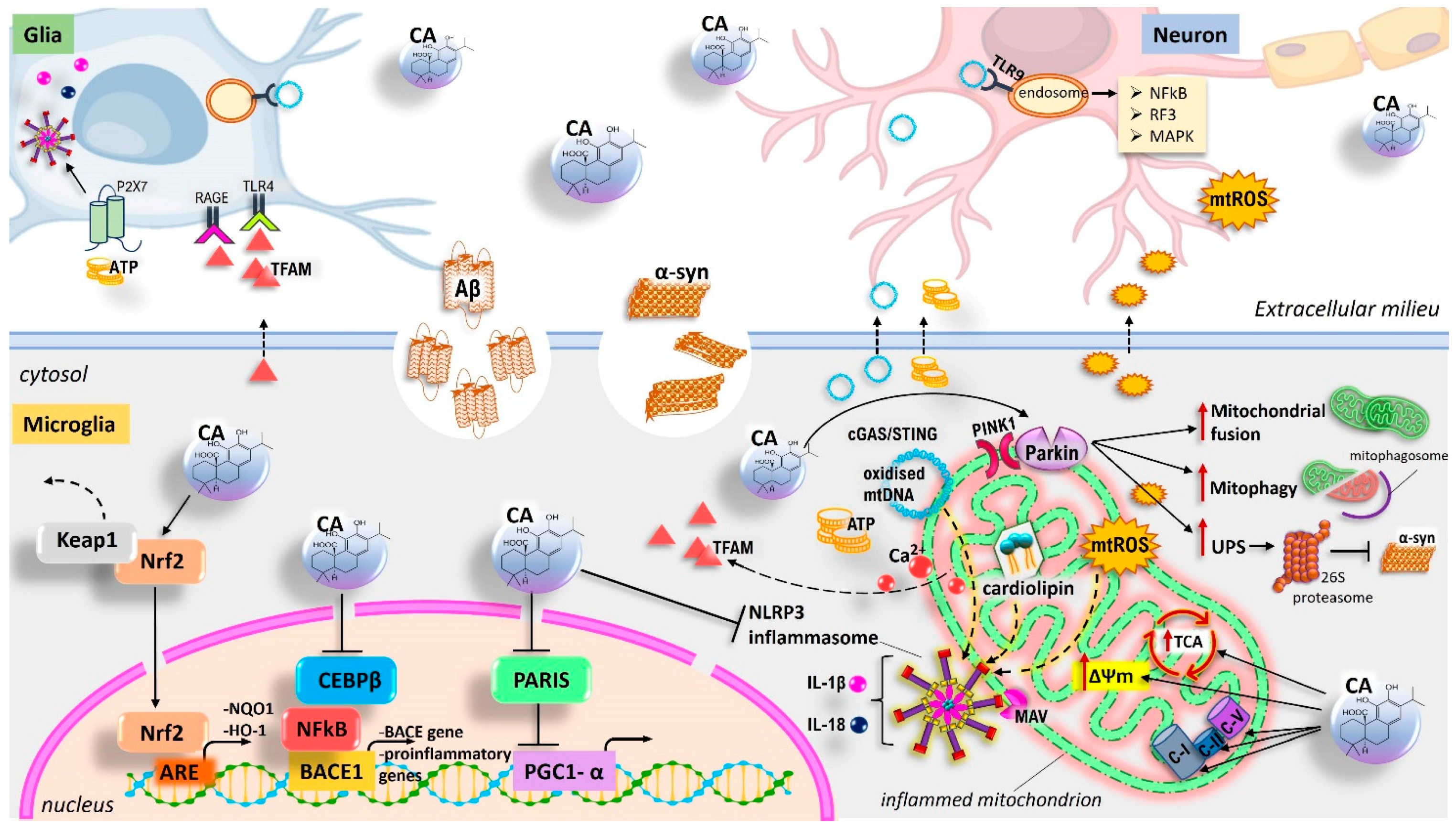 Antioxidants 11 01199 g003