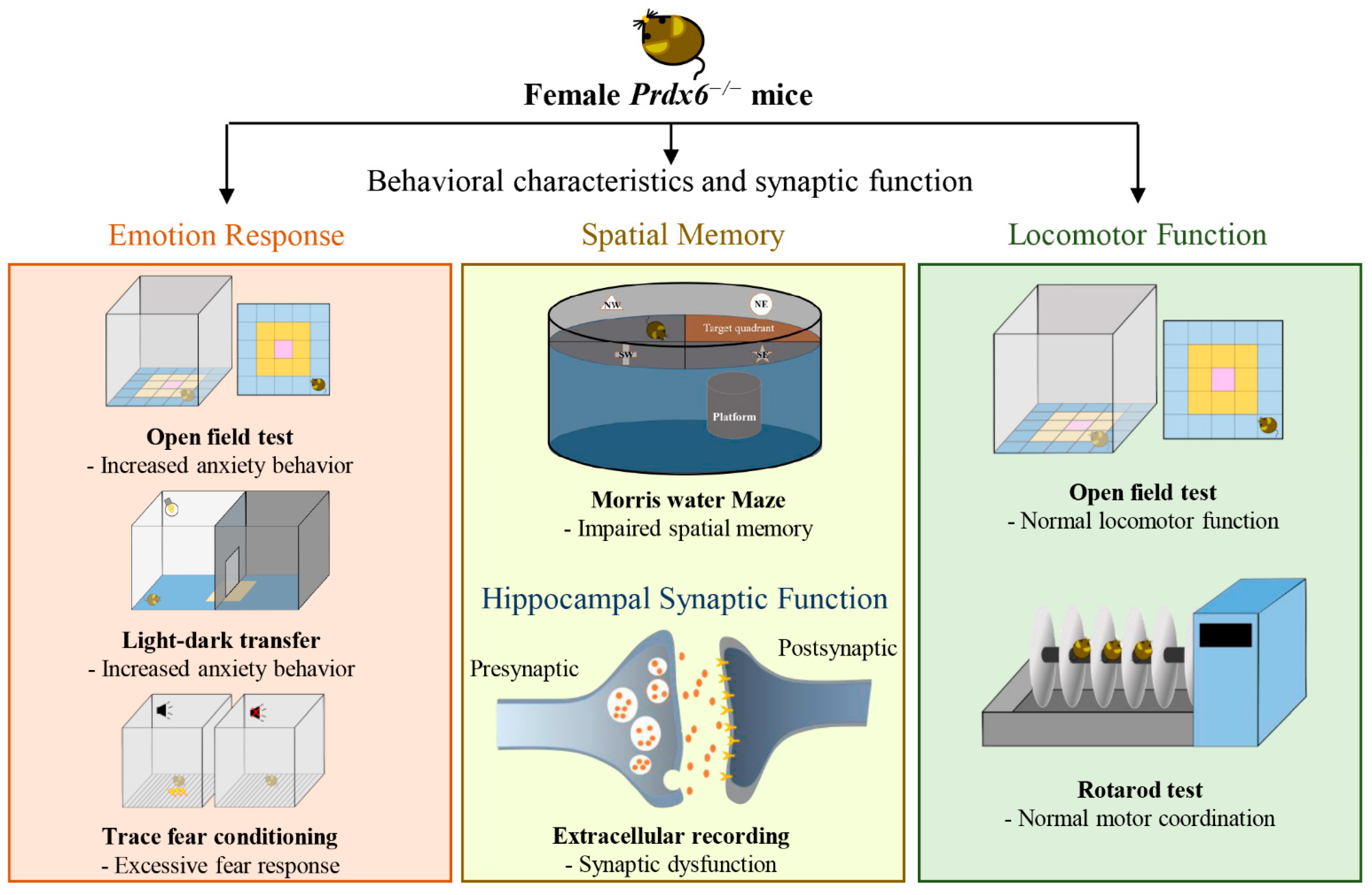 Antioxidants 11 01201 g007