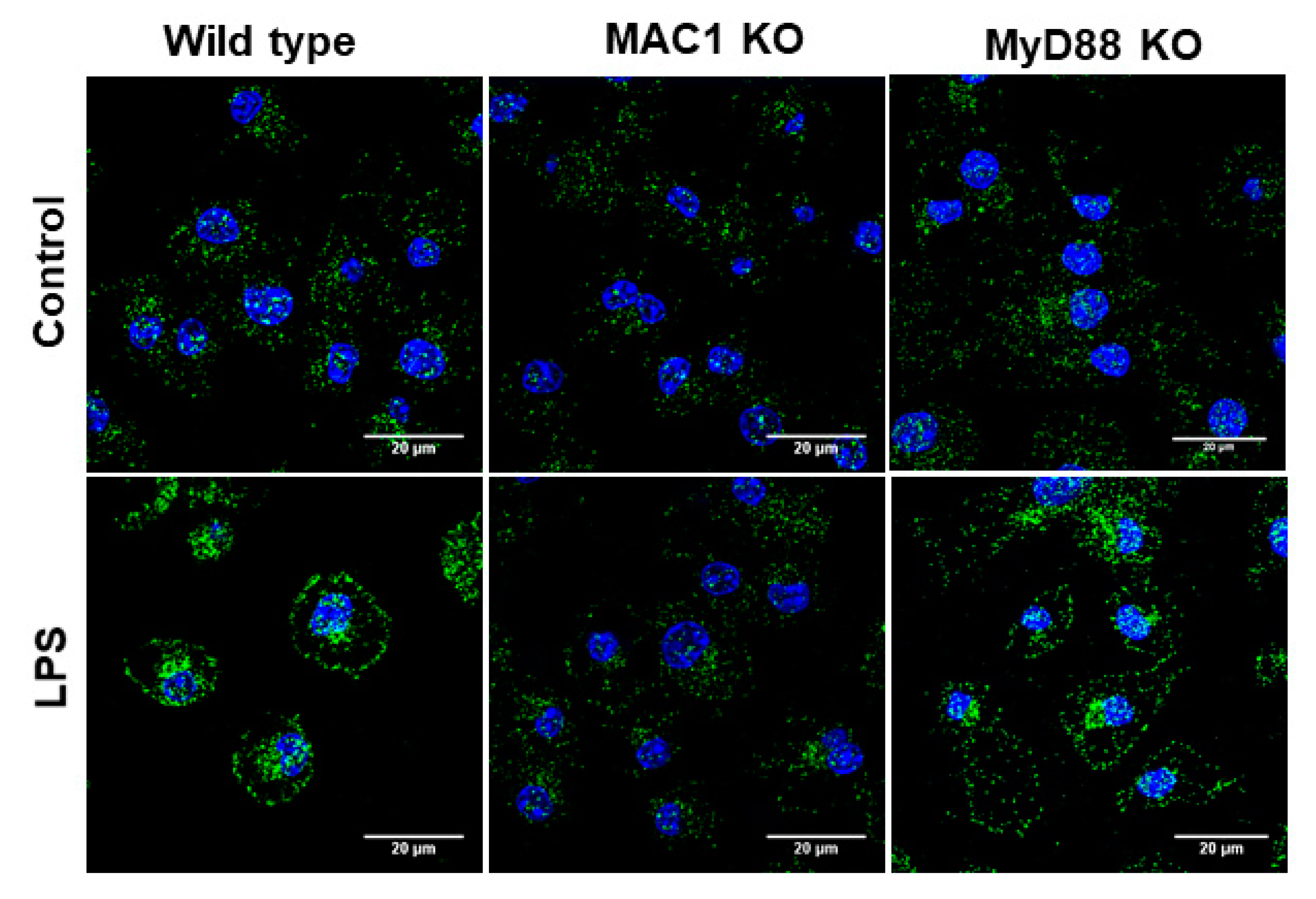 Antioxidants 11 01202 g005 550