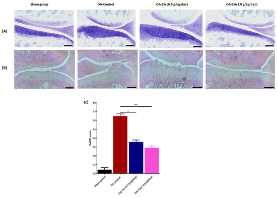 Carnosine Alleviates Knee Osteoarthritis and Promotes