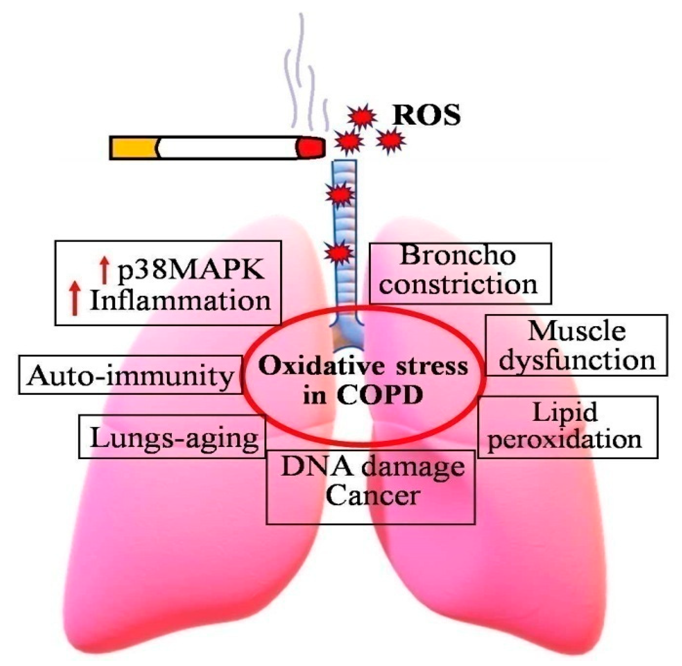 PDF) Ex vivo model exhibits protective effects of sesamin against