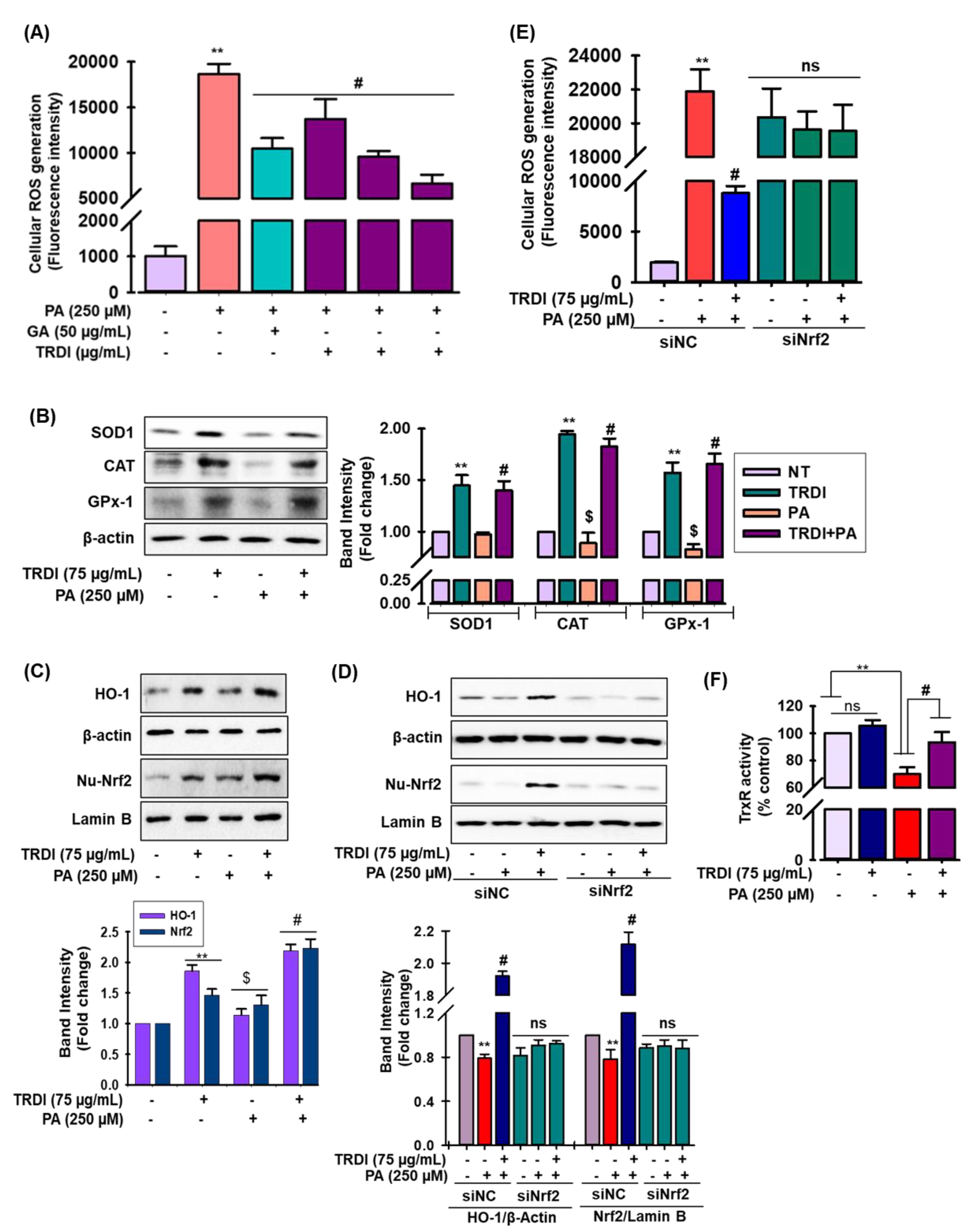 Antioxidants 11 01227 g004 Antioxidants 11 01227 g004