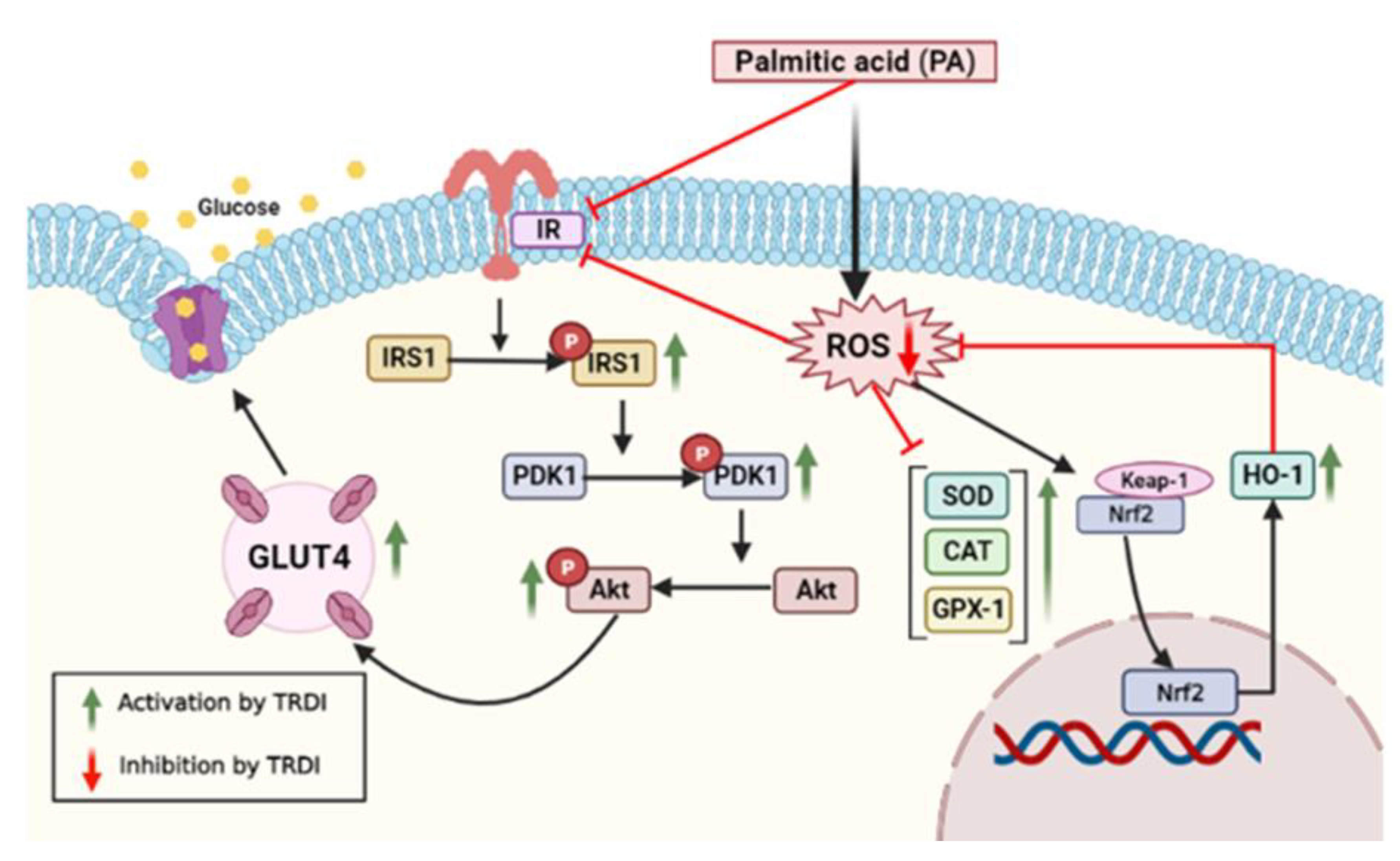 Antioxidants 11 01227 g007 Antioxidants 11 01227 g007