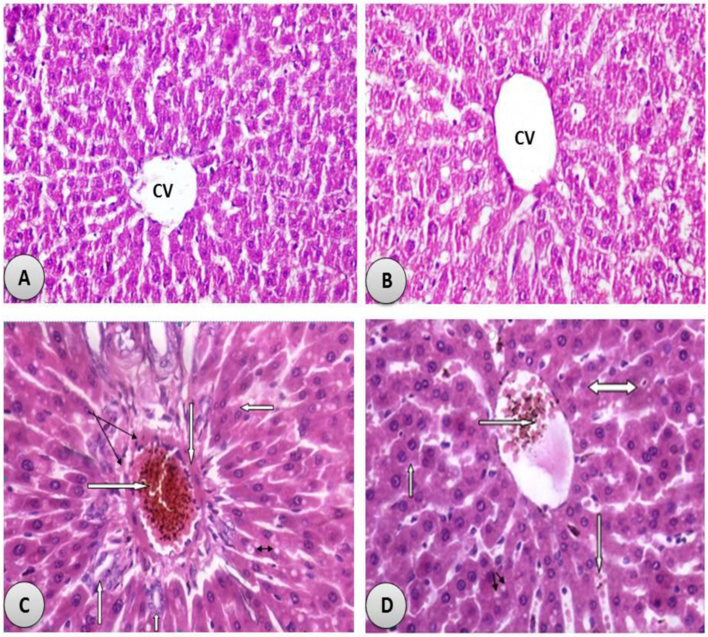 Antioxidants 11 01229 g005 550