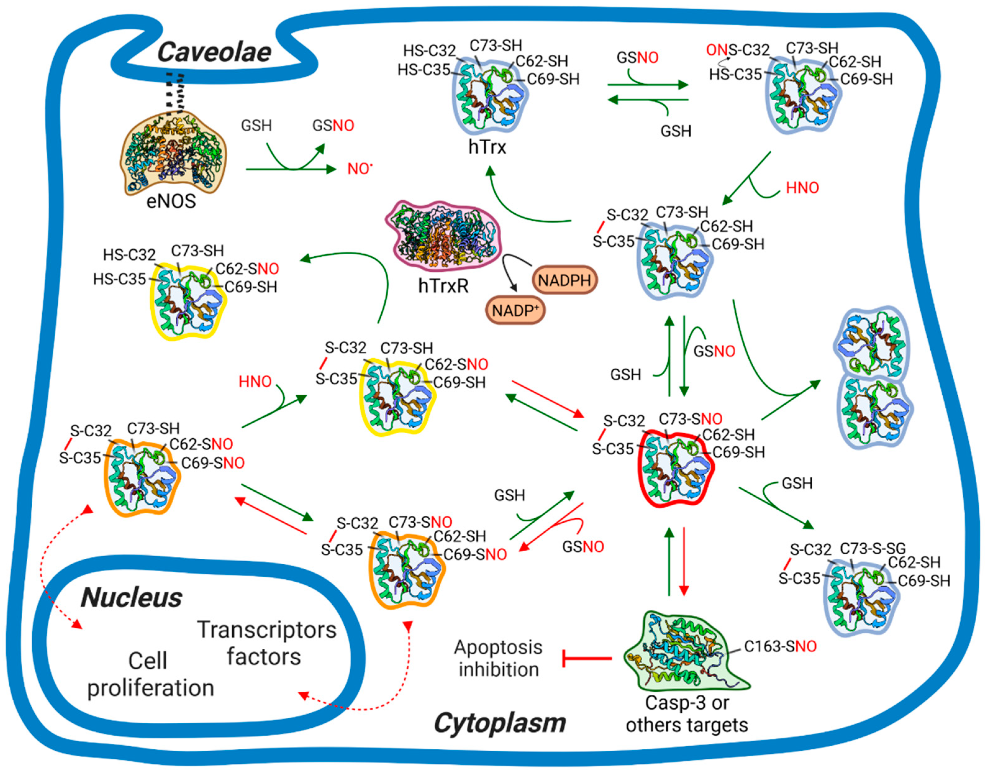 Antioxidants 11 01236 g008 550