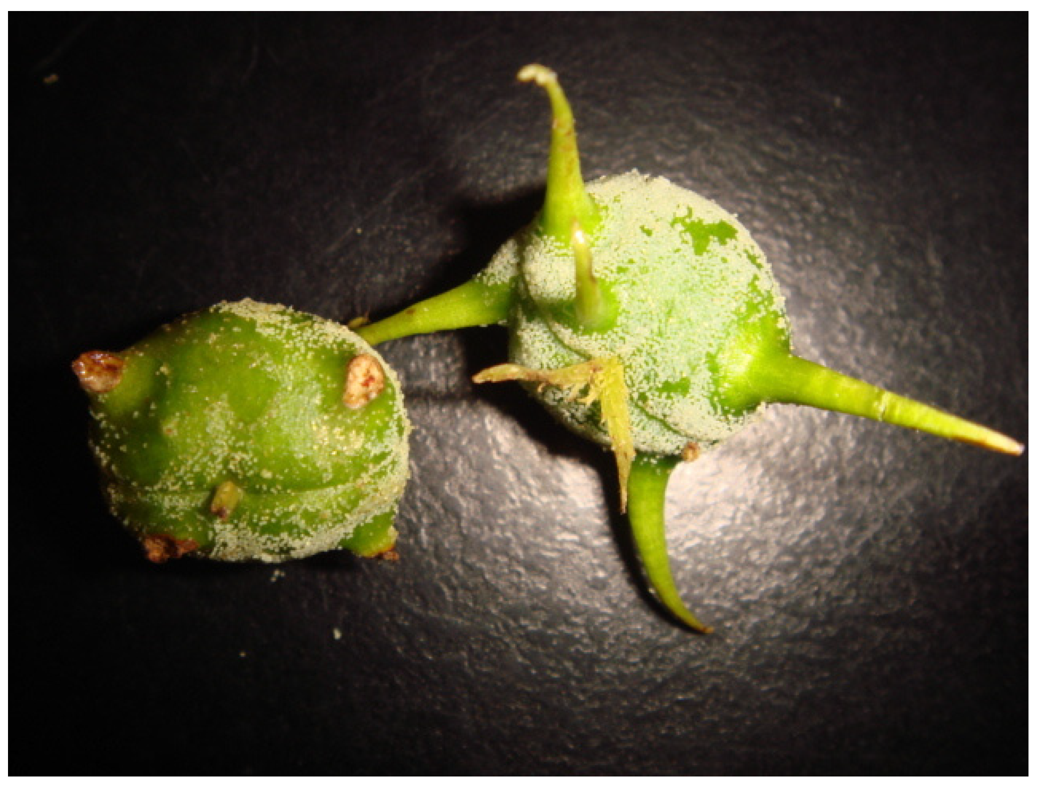 Antioxidants 11 01242 g001 550