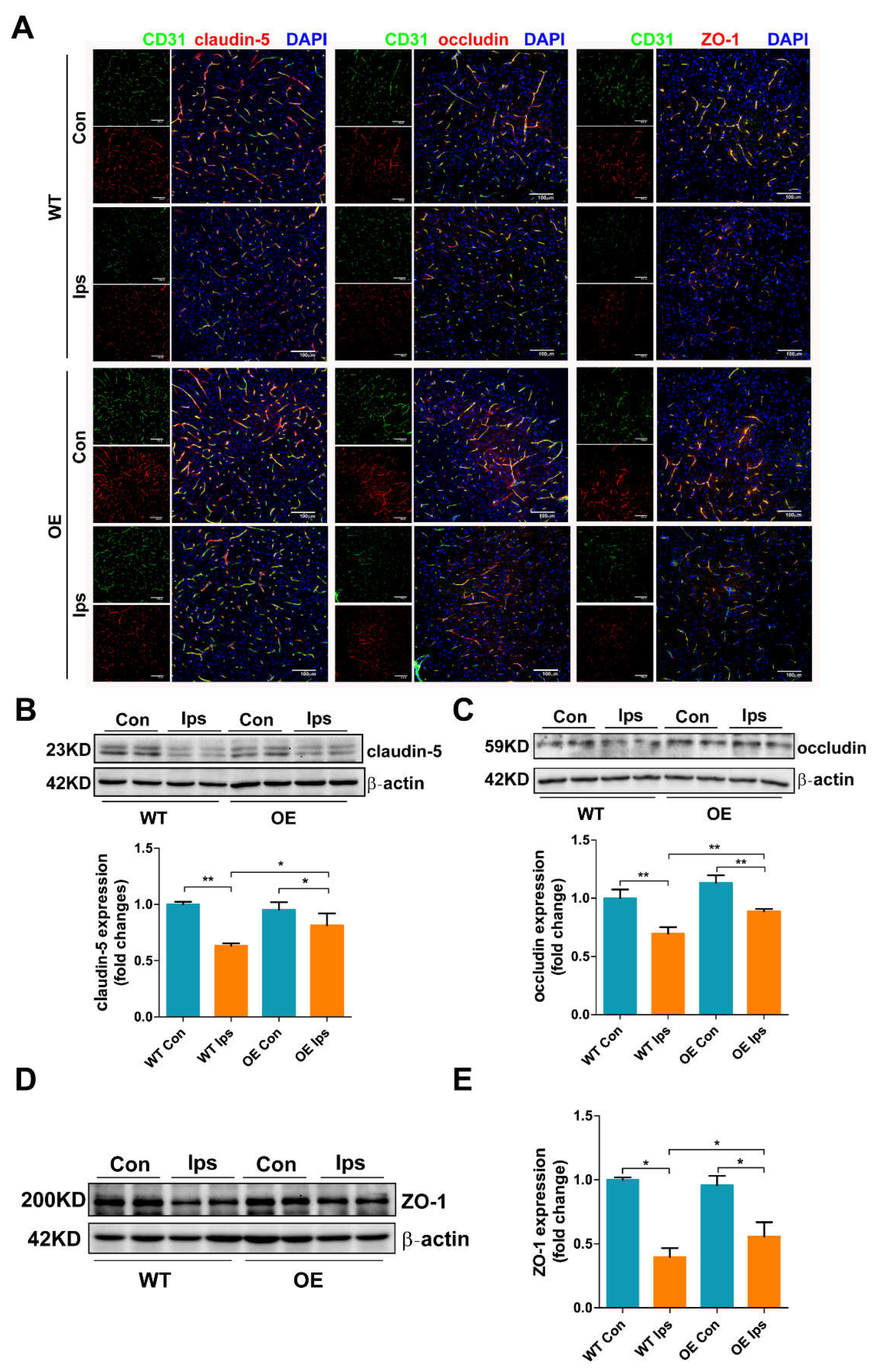 Antioxidants 11 01257 g002
