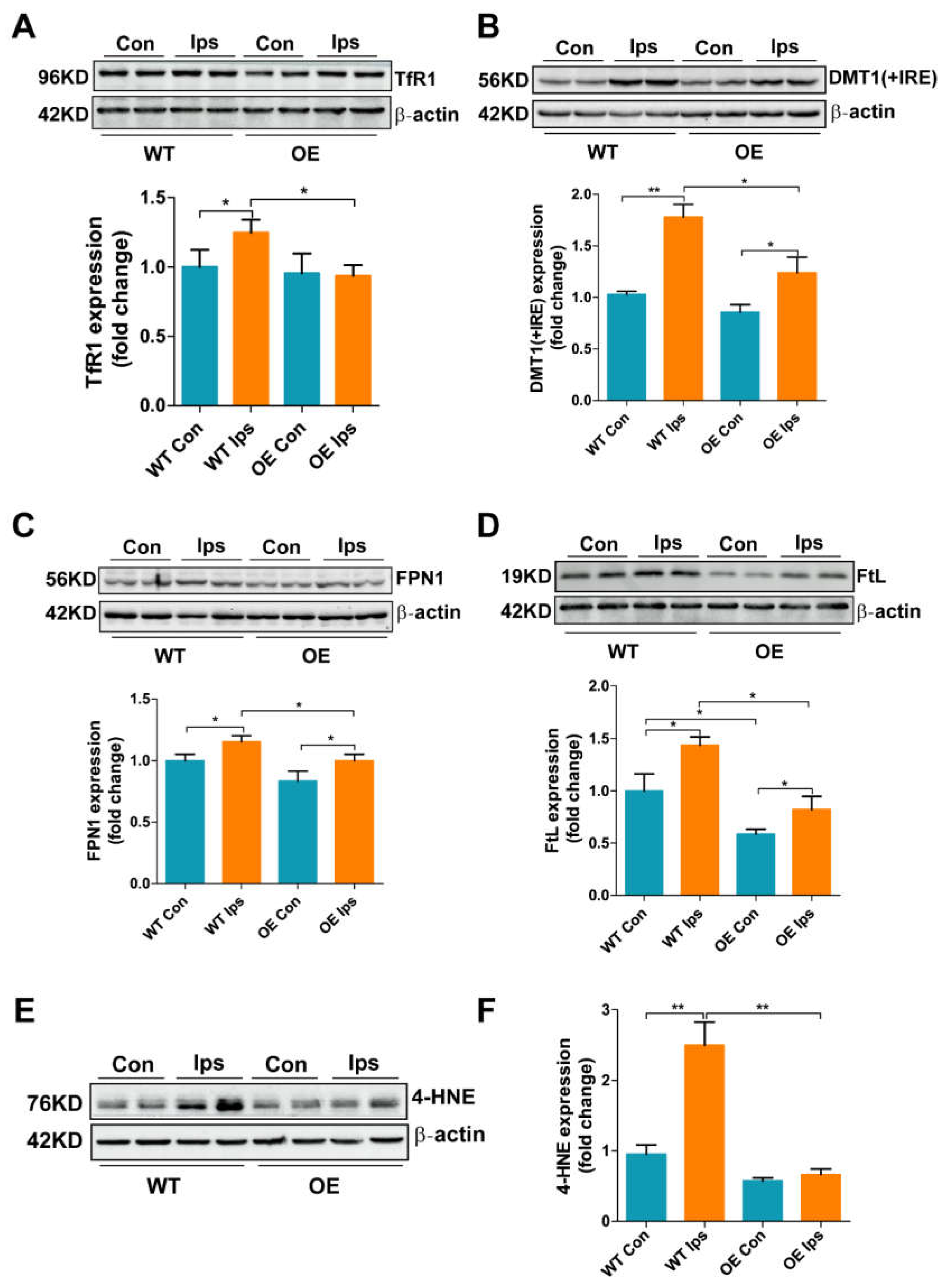 Antioxidants 11 01257 g004