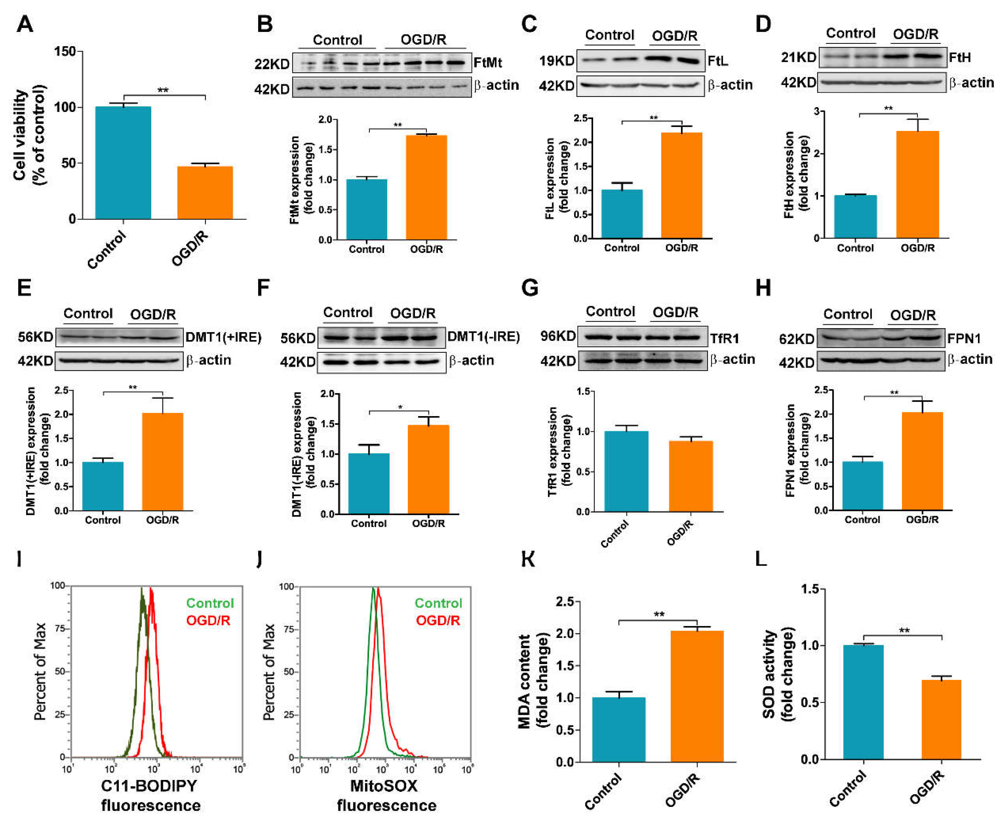 Antioxidants 11 01257 g005