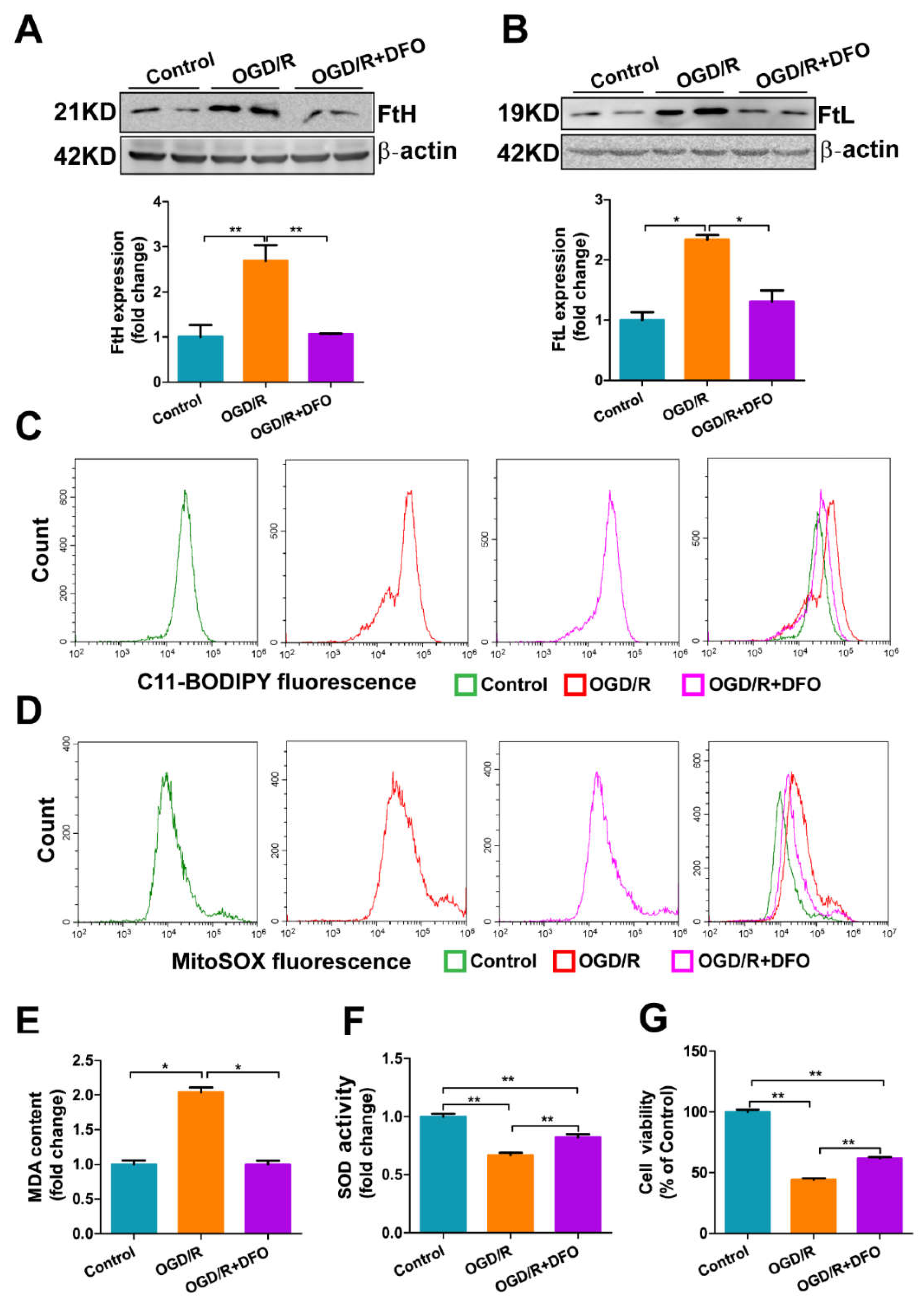 Antioxidants 11 01257 g007