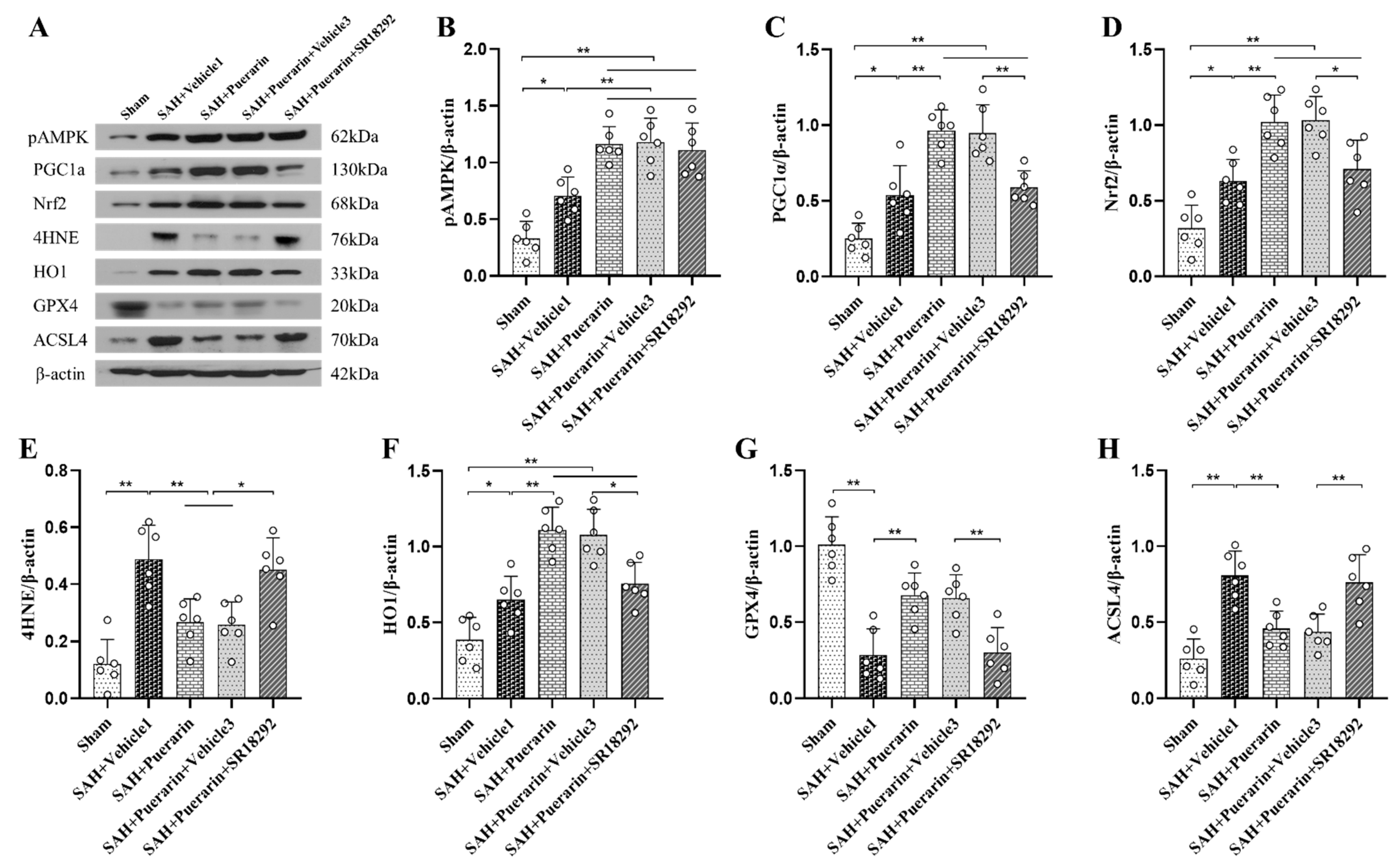 Antioxidants 11 01259 g007 550
