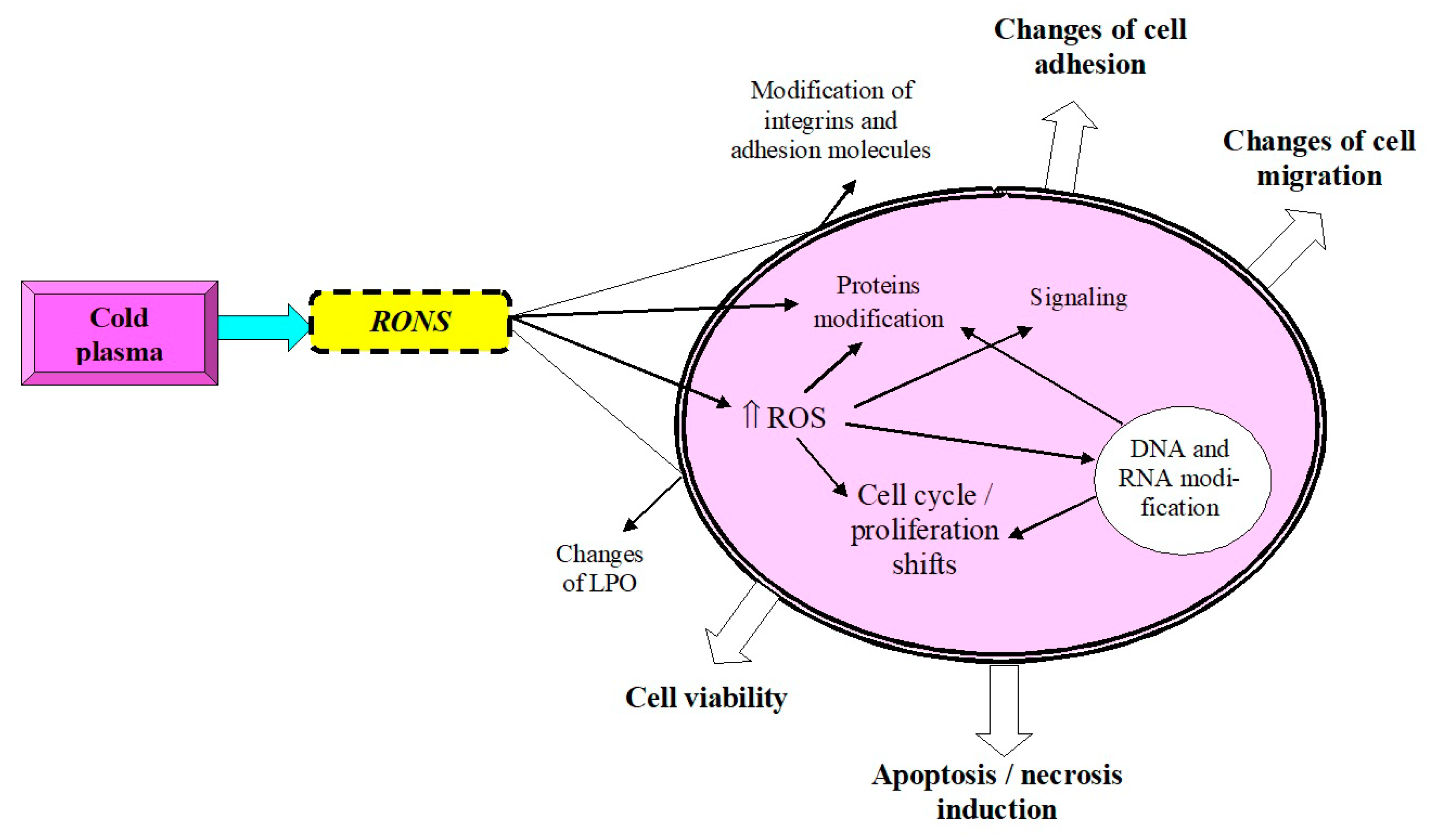 Antioxidants 11 01262 g002 Antioxidants 11 01262 g002