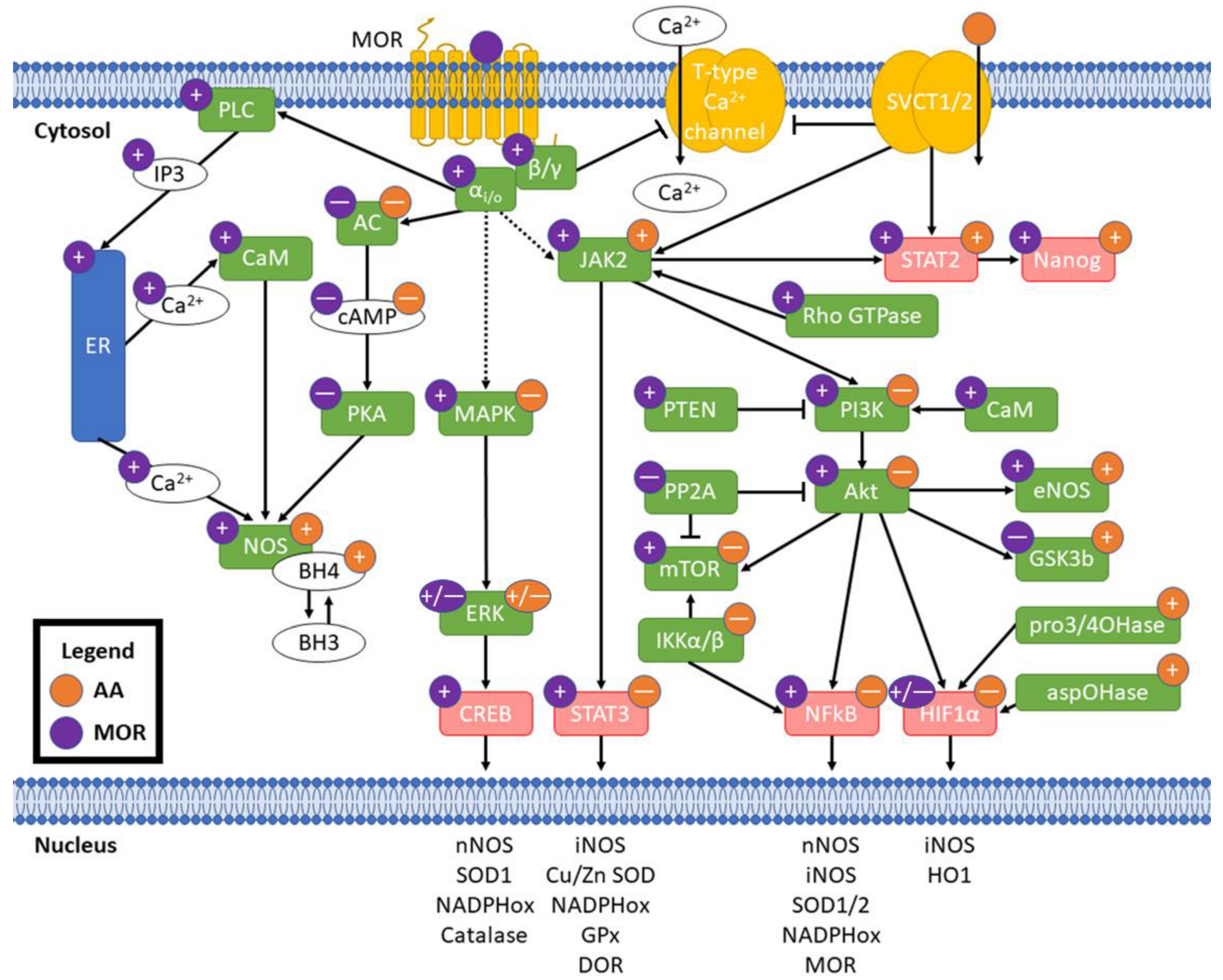 Antioxidants 11 01267 g003 Antioxidants 11 01267 g003