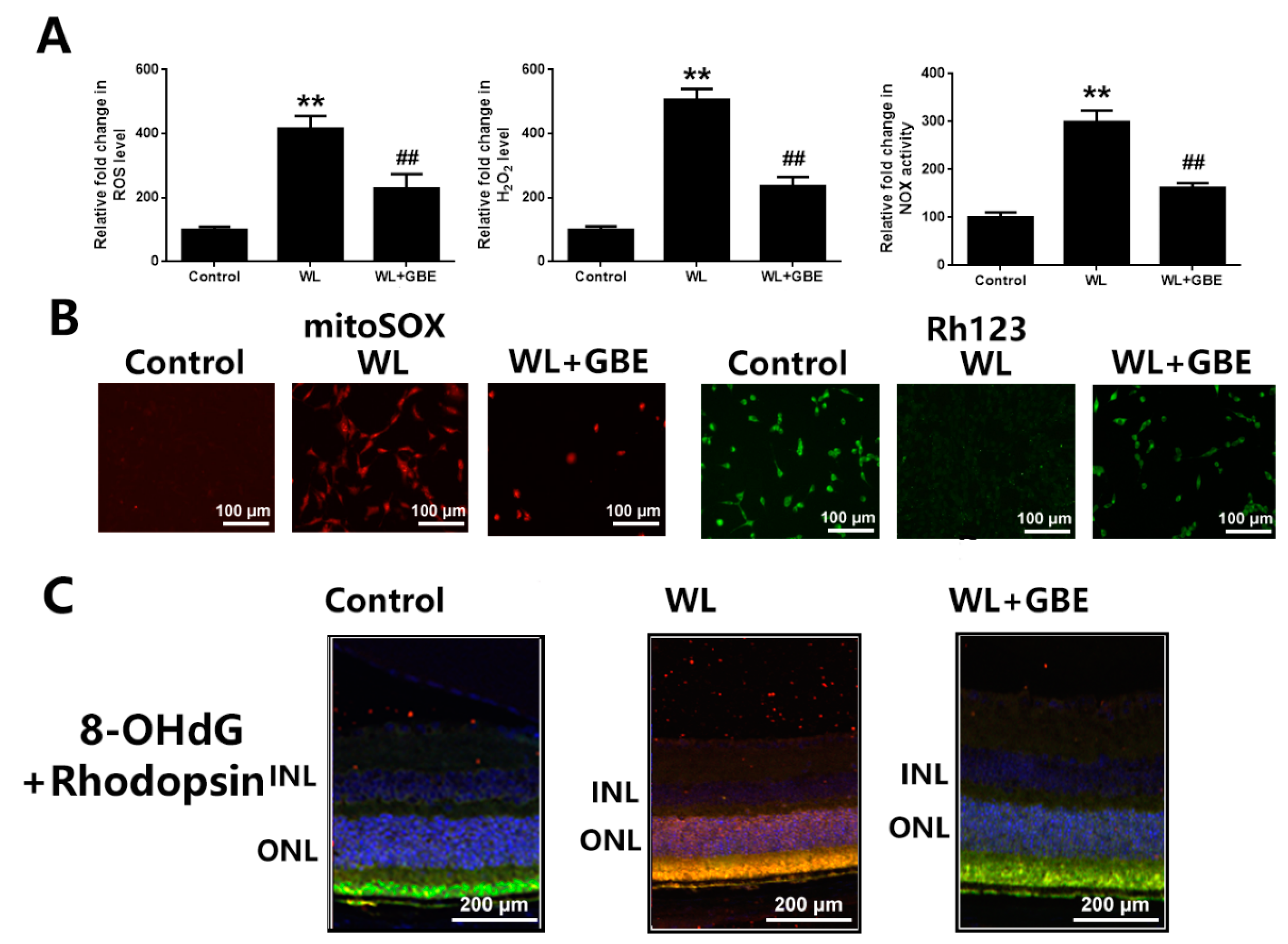 Antioxidants 11 01268 g003