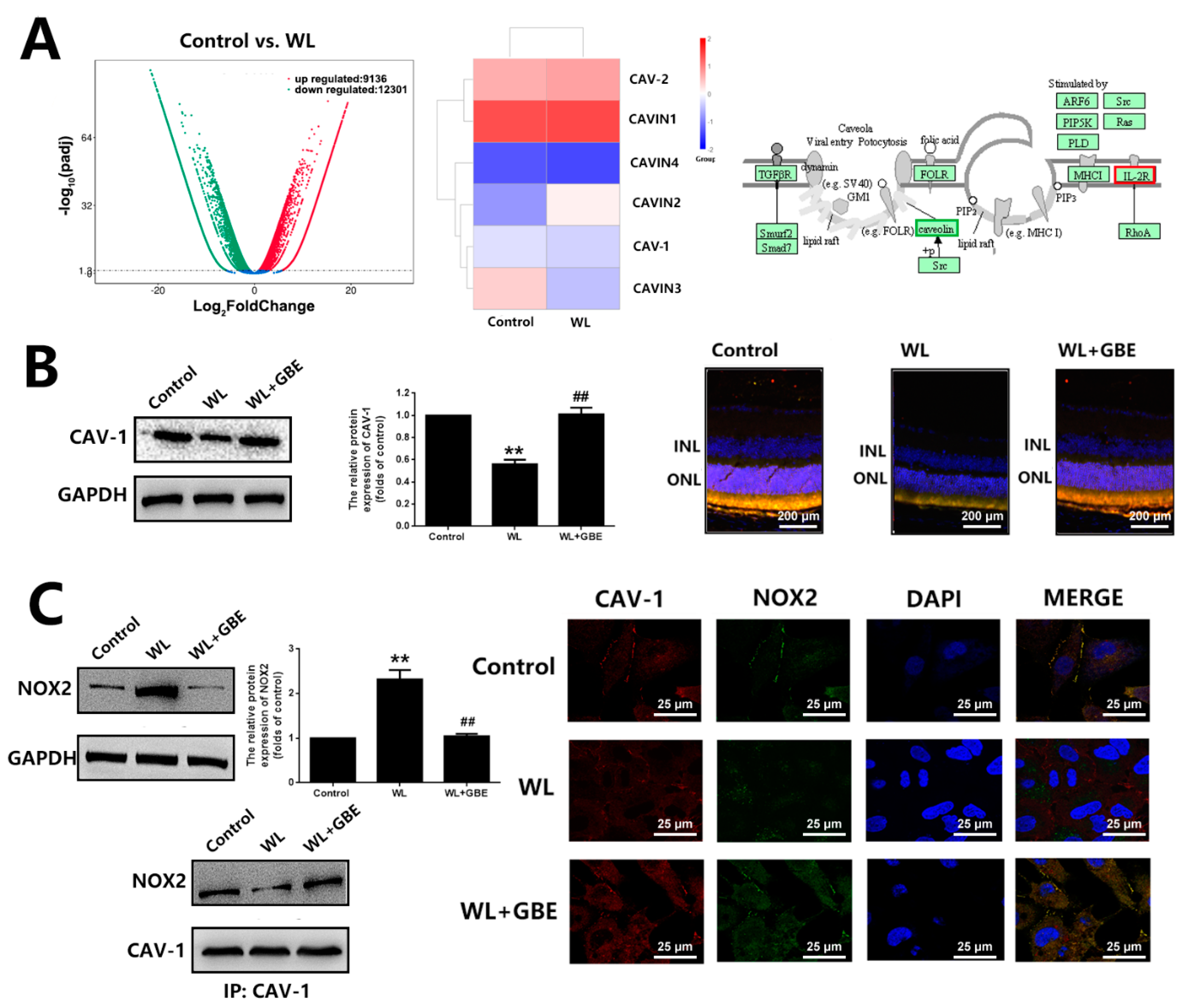 Antioxidants 11 01268 g005