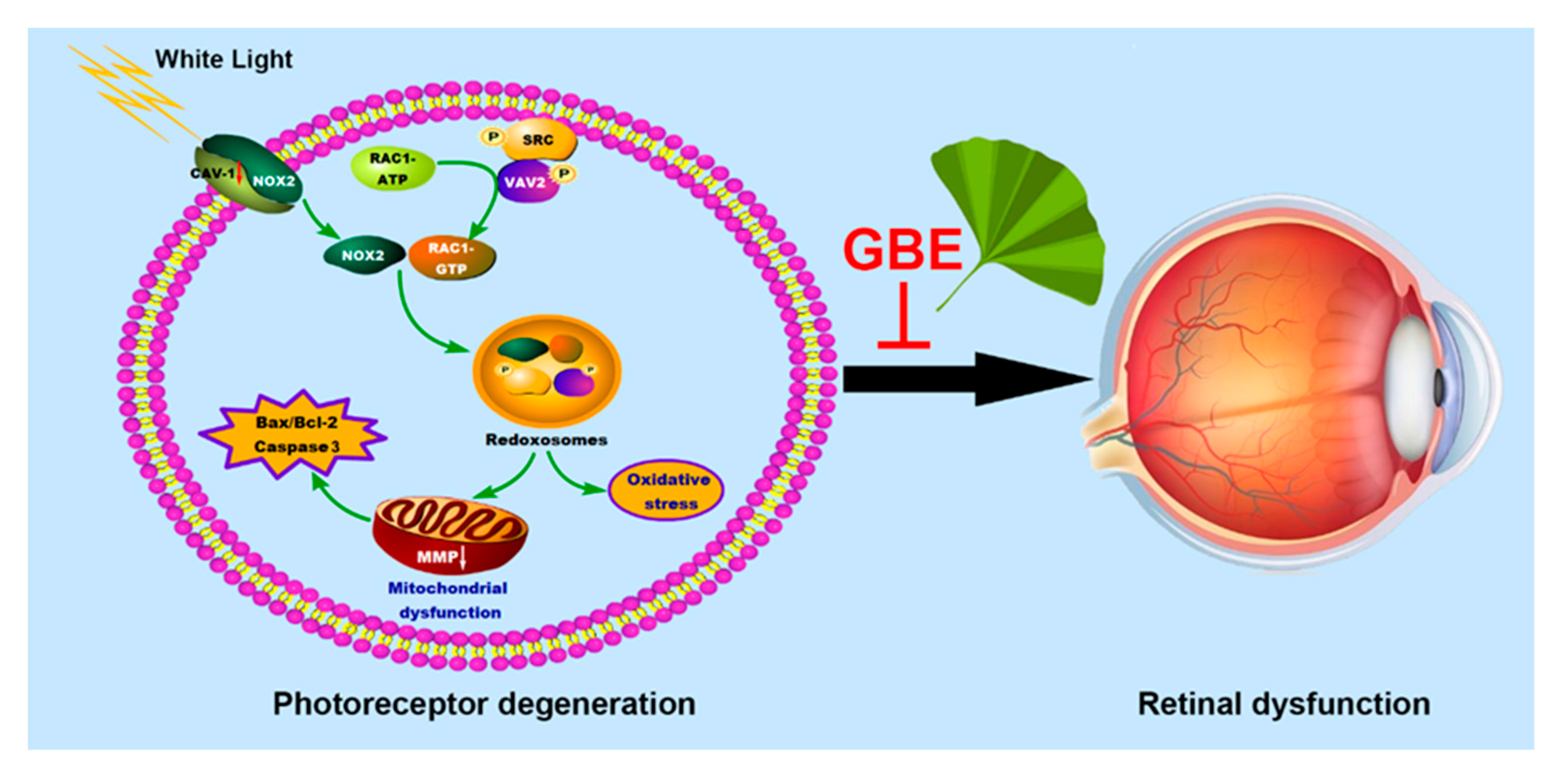 Antioxidants 11 01268 g010