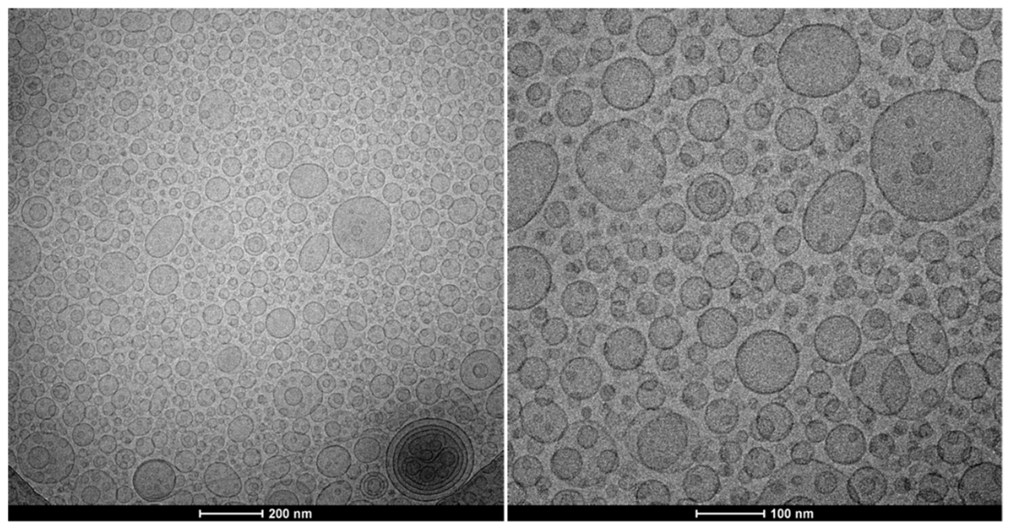 Antioxidants 11 01270 g002 550