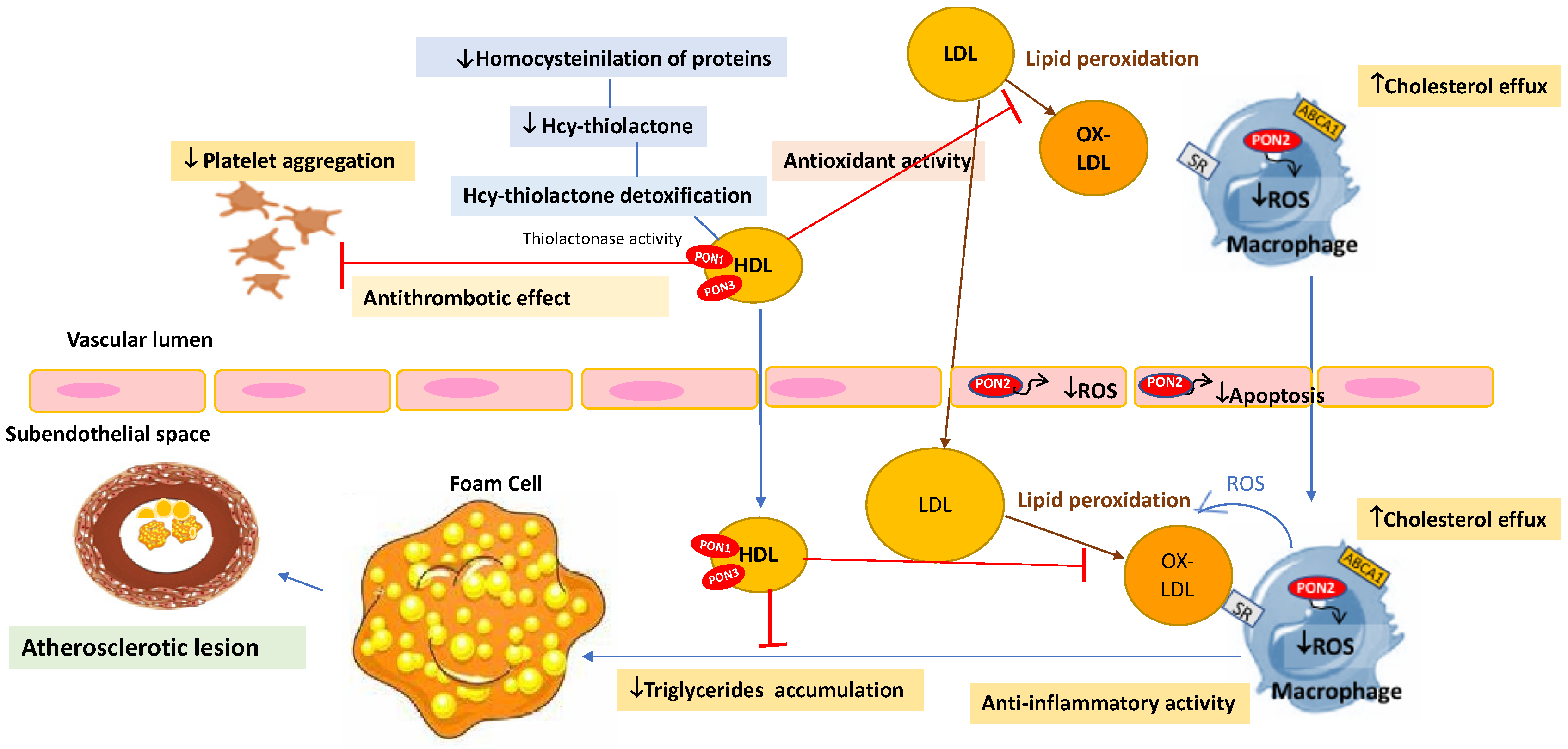 Antioxidants 11 01273 g001 550