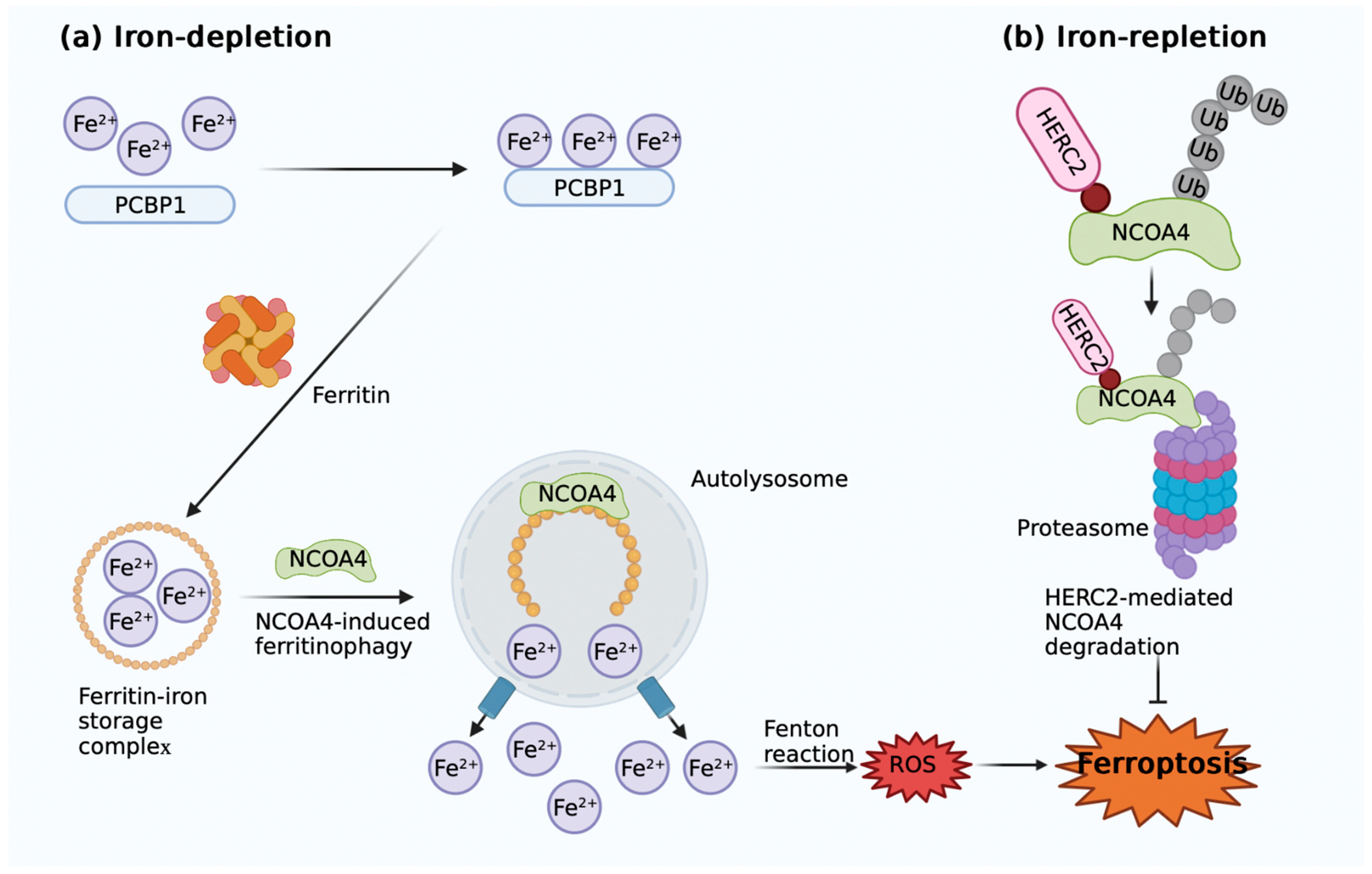 Antioxidants 11 01282 g002 550