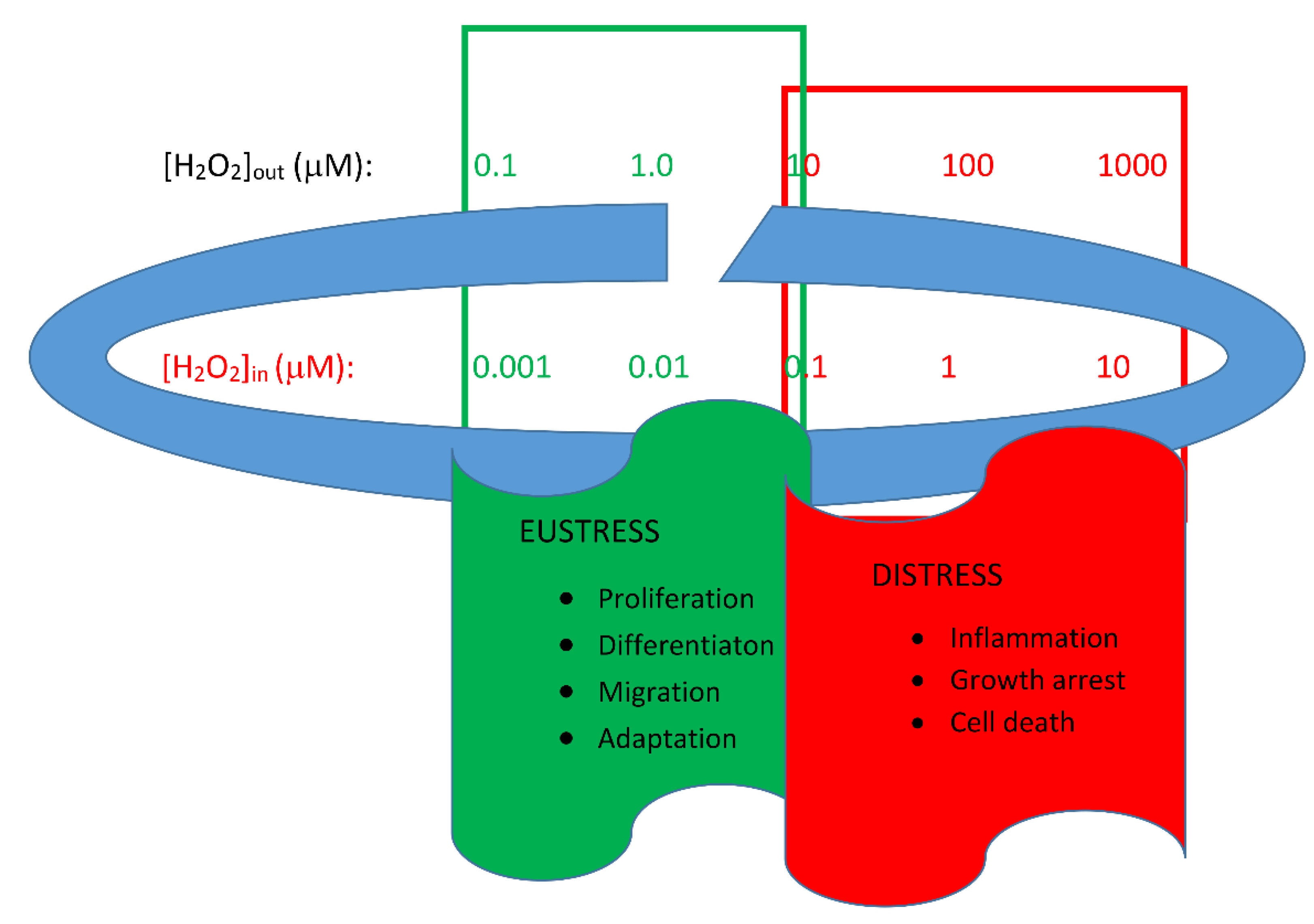 Antioxidants 11 01299 g001 550
