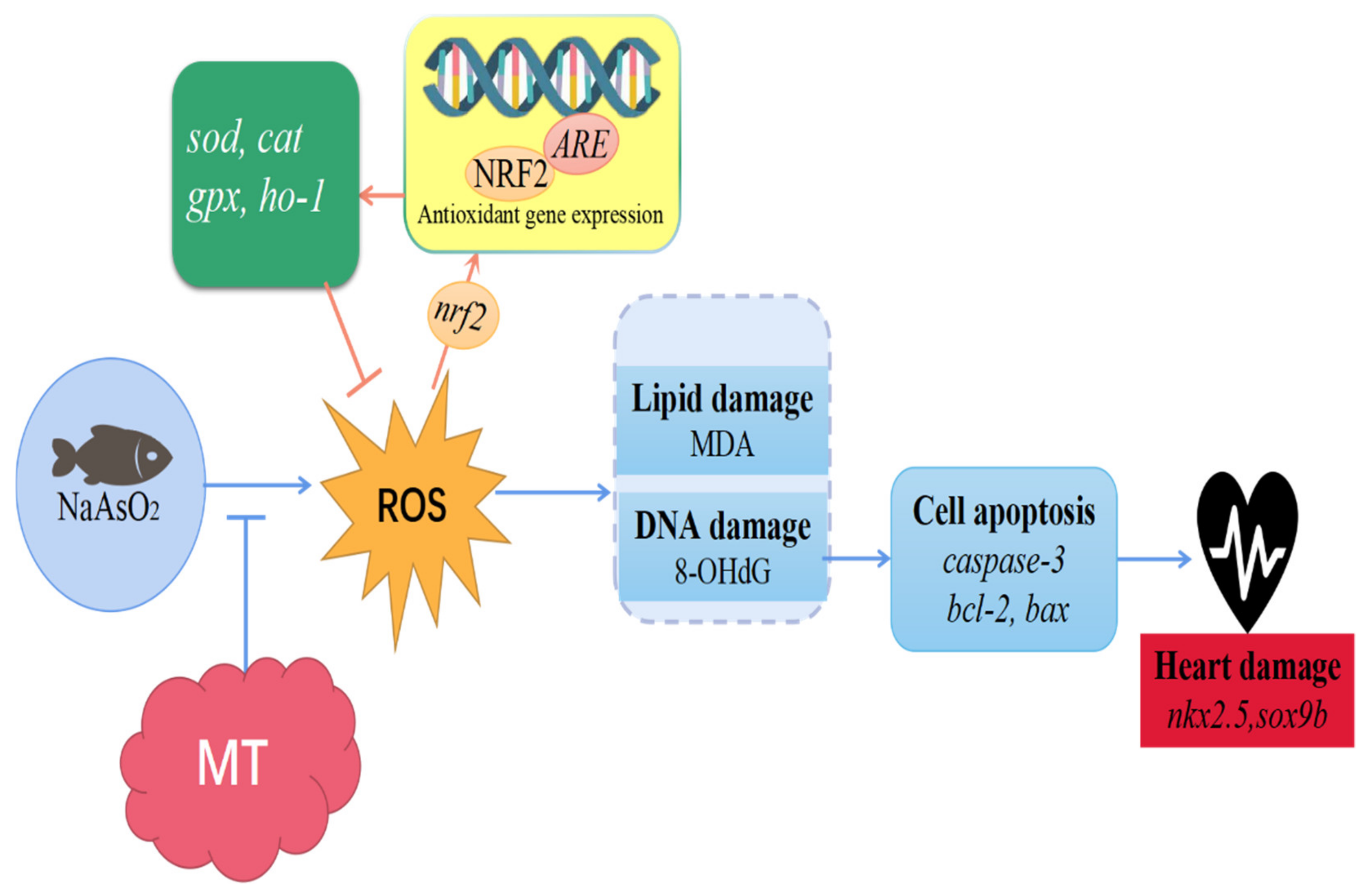Antioxidants 11 01301 g005 550