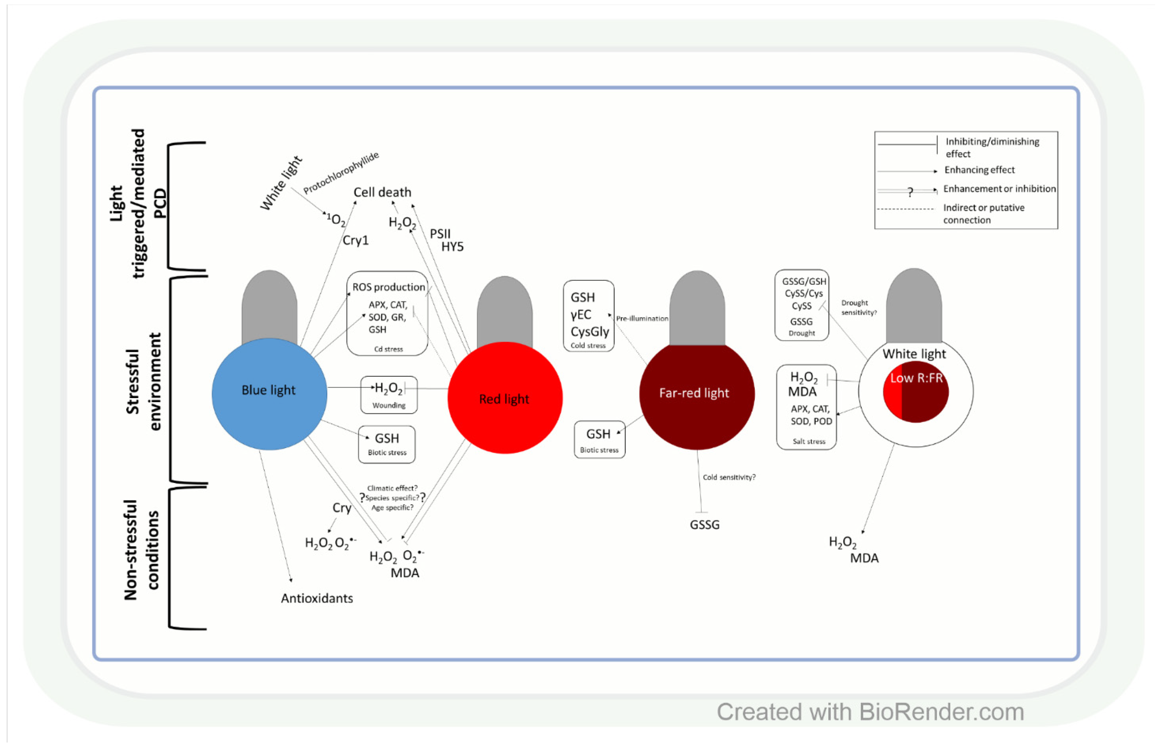 Antioxidants 11 01311 g002 Antioxidants 11 01311 g002