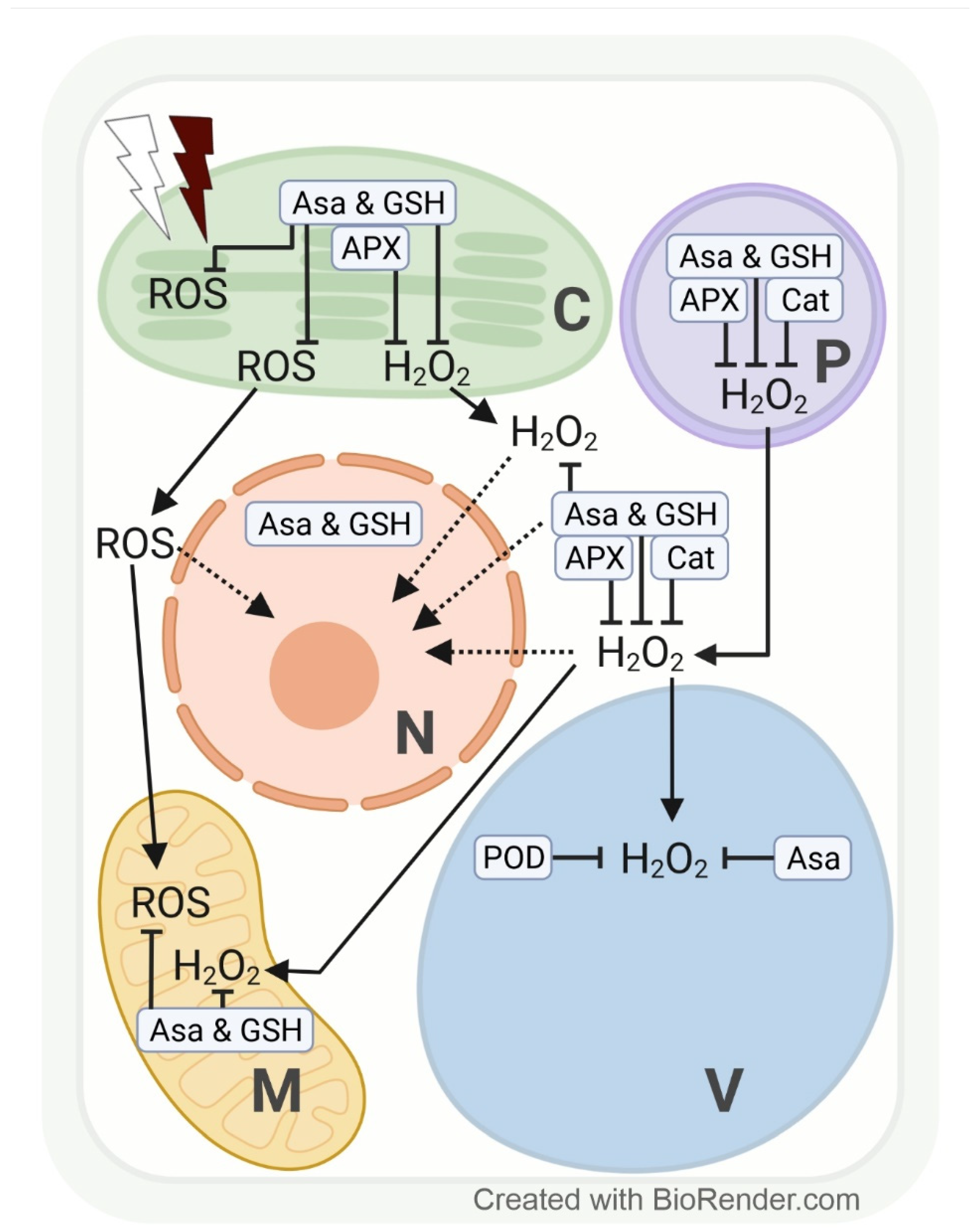 Antioxidants 11 01311 g003 Antioxidants 11 01311 g003