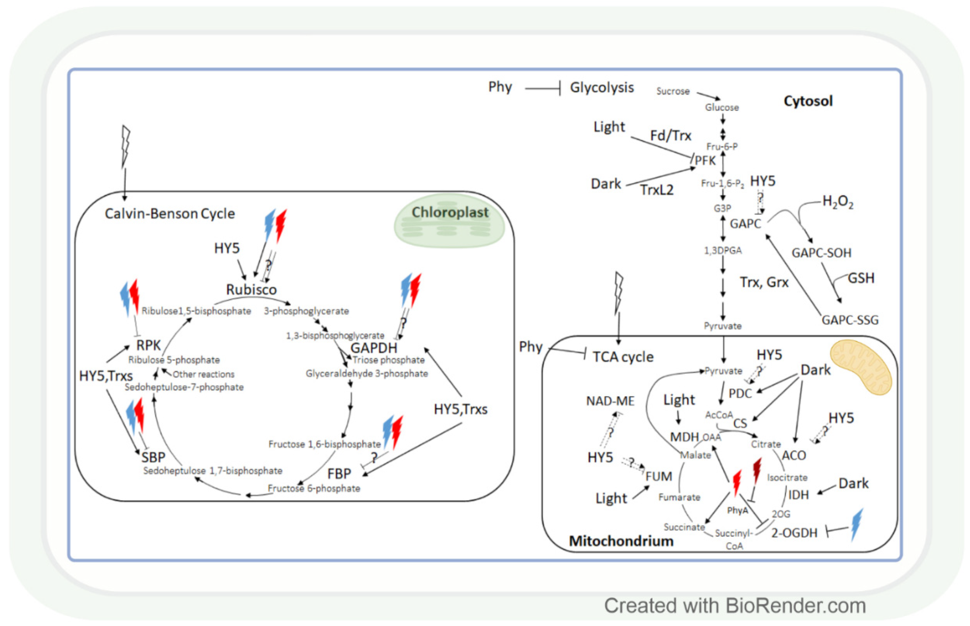 Antioxidants 11 01311 g004 Antioxidants 11 01311 g004