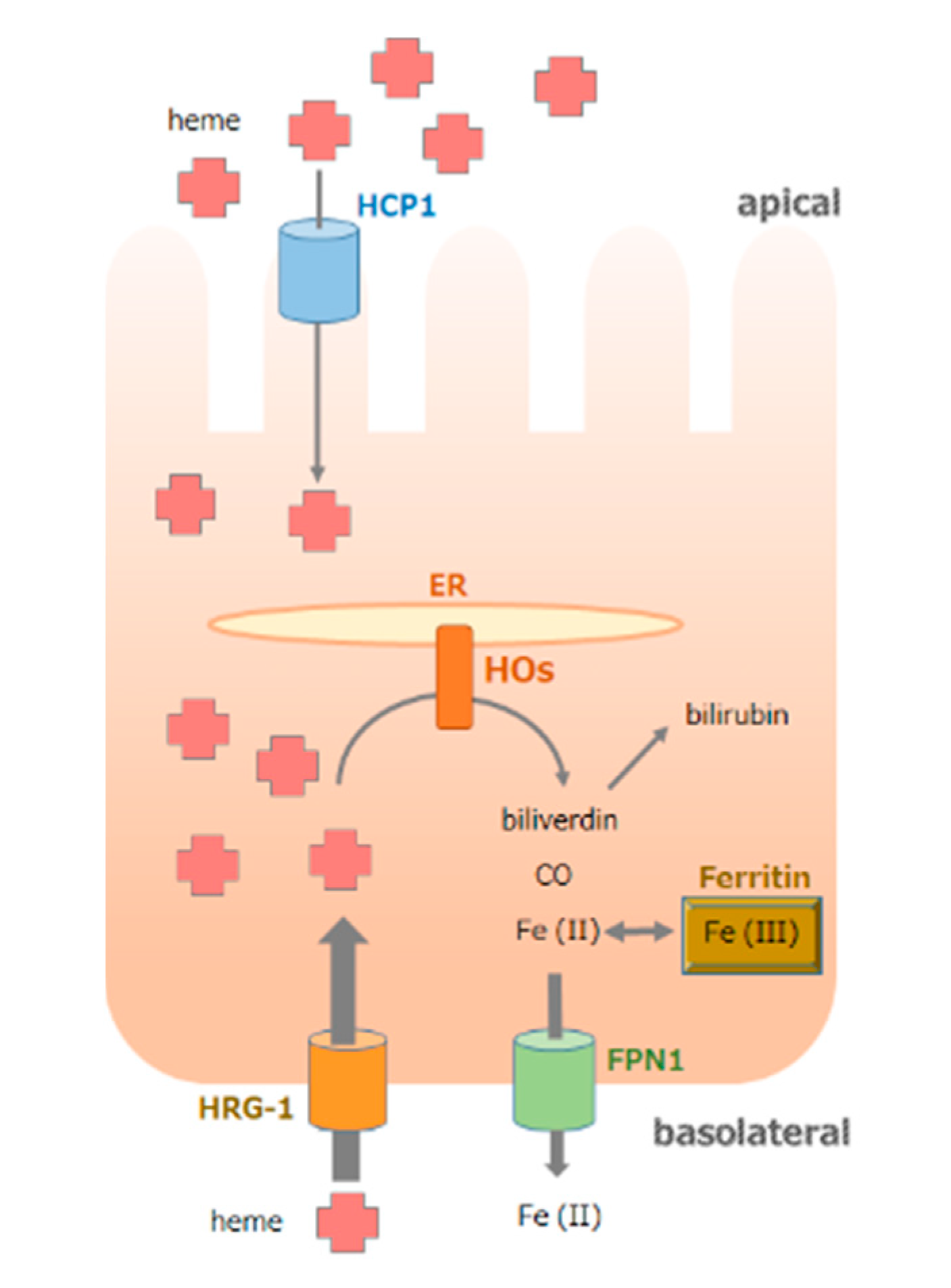 Antioxidants 11 01323 g001 Antioxidants 11 01323 g001