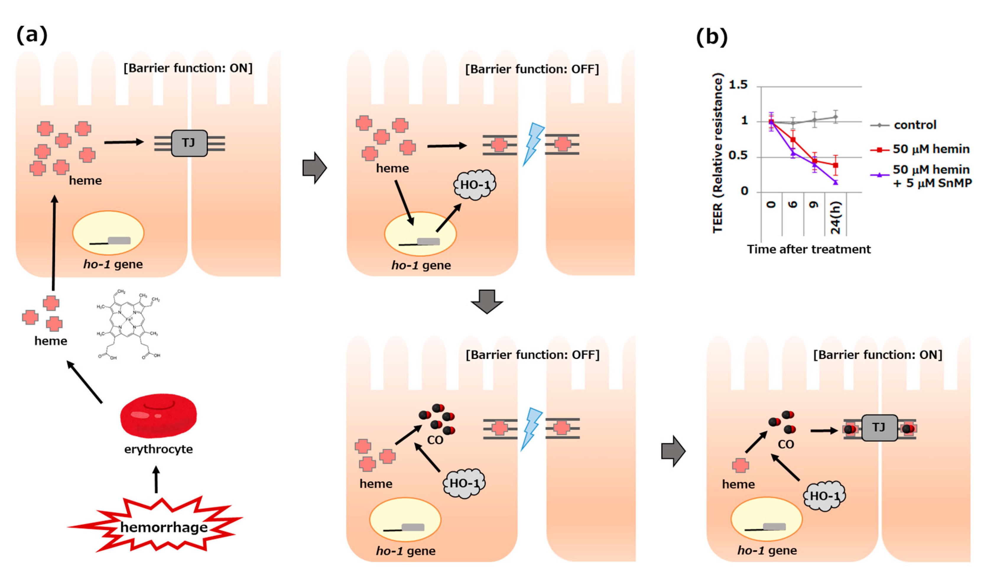 Antioxidants 11 01323 g002 Antioxidants 11 01323 g002