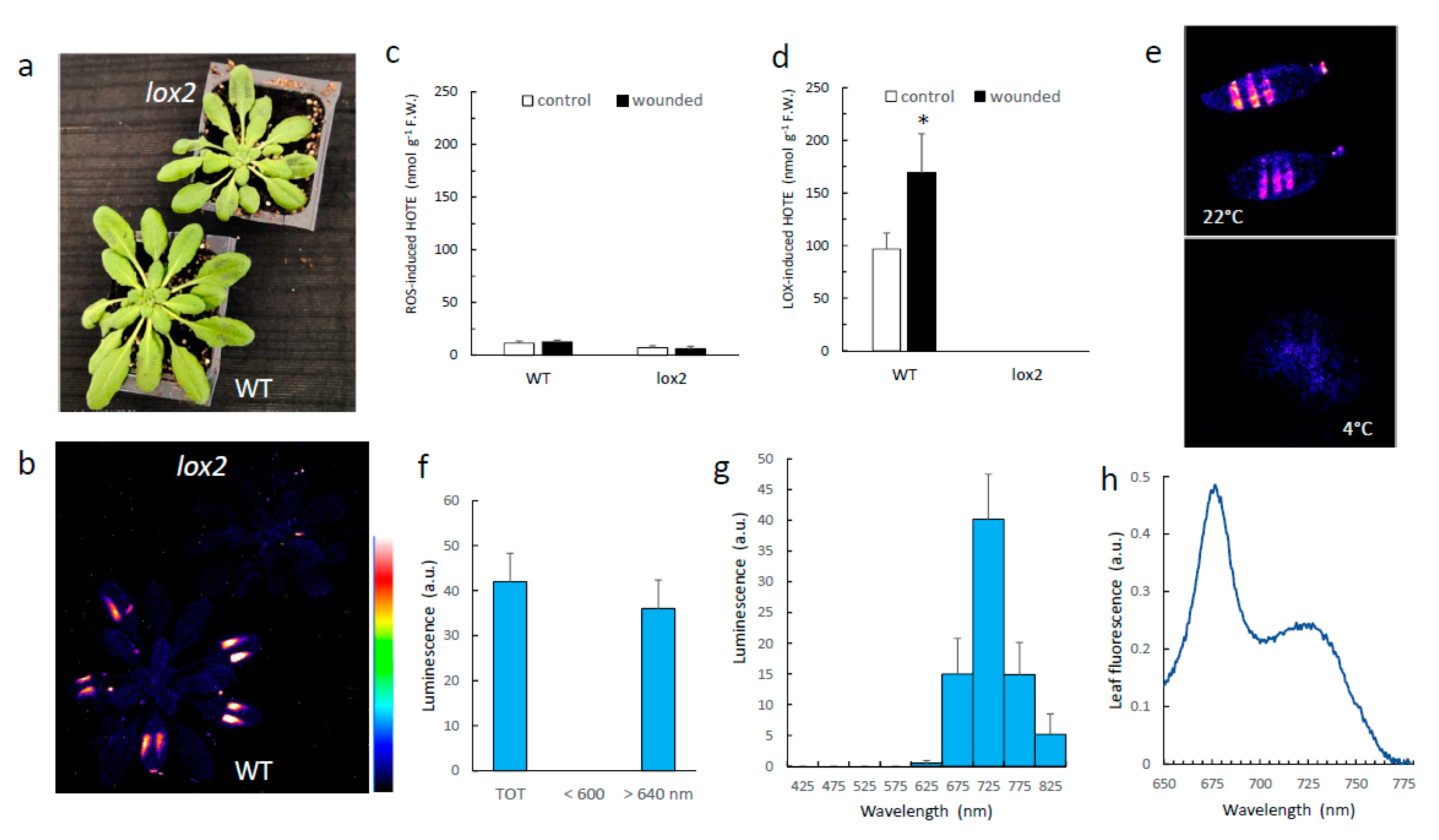 Antioxidants 11 01333 g001