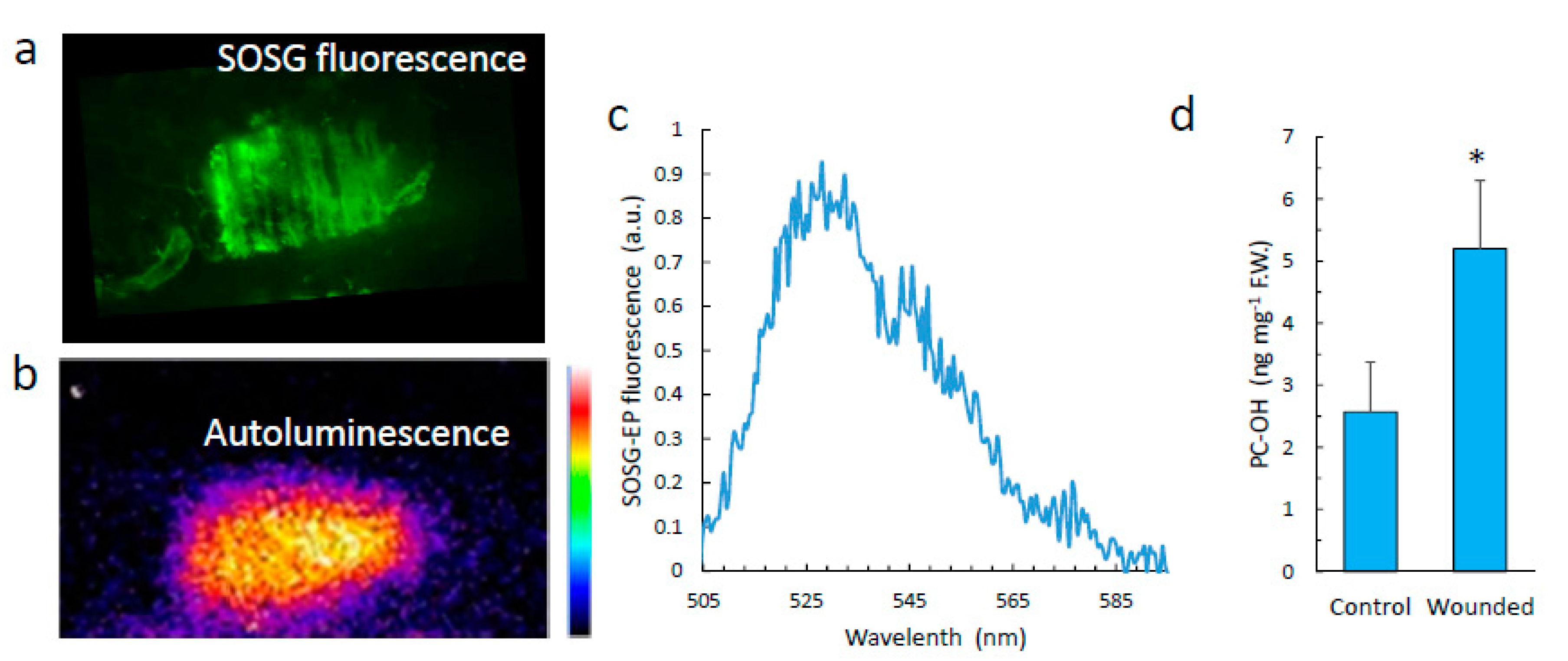 Antioxidants 11 01333 g006