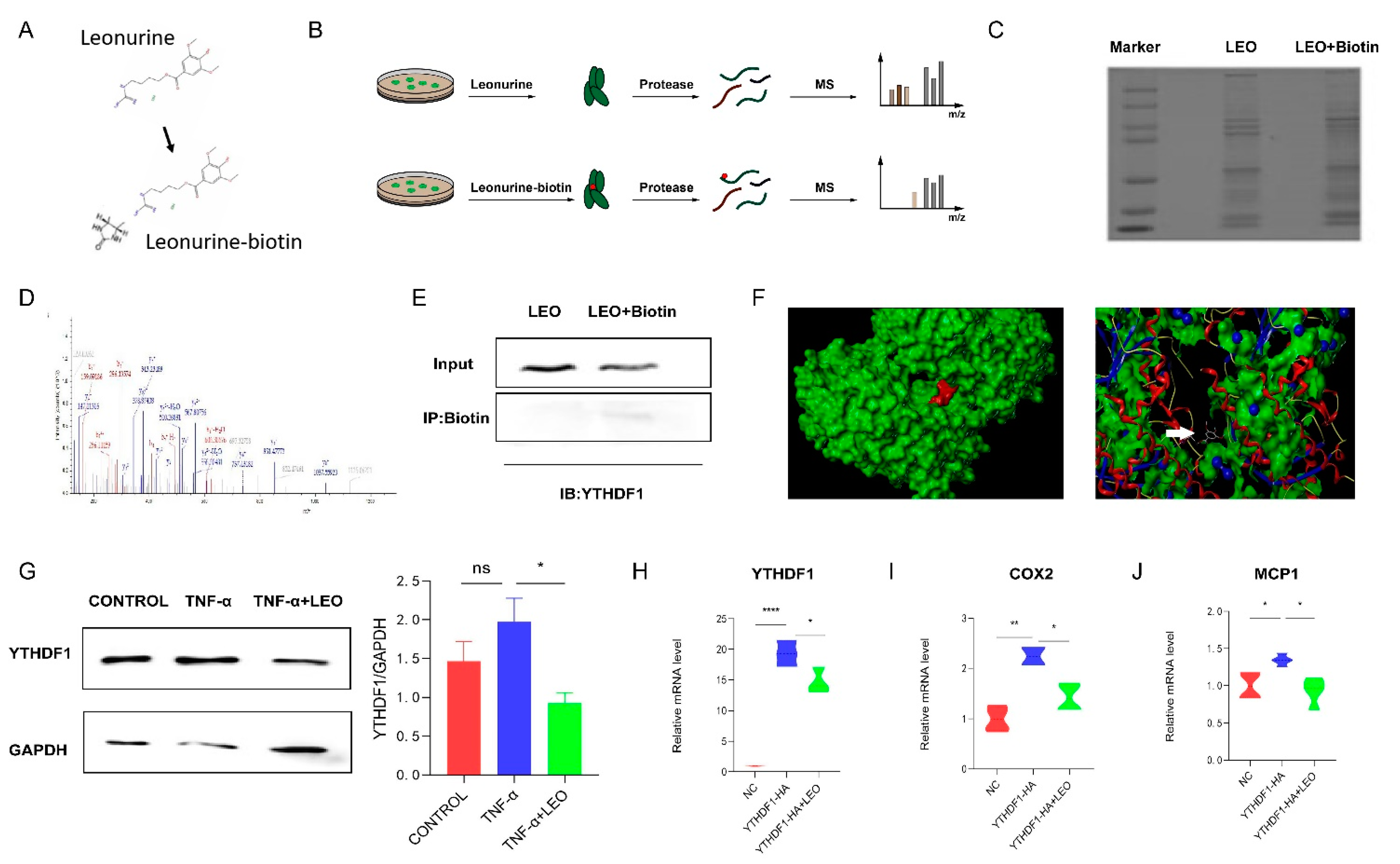 Antioxidants 11 01338 g005