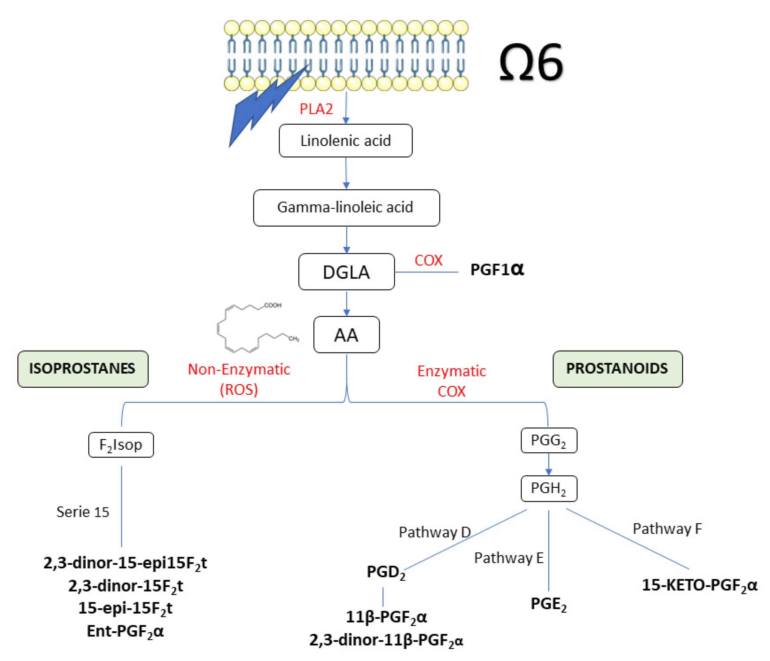 Antioxidants 11 01342 g003 Antioxidants 11 01342 g003