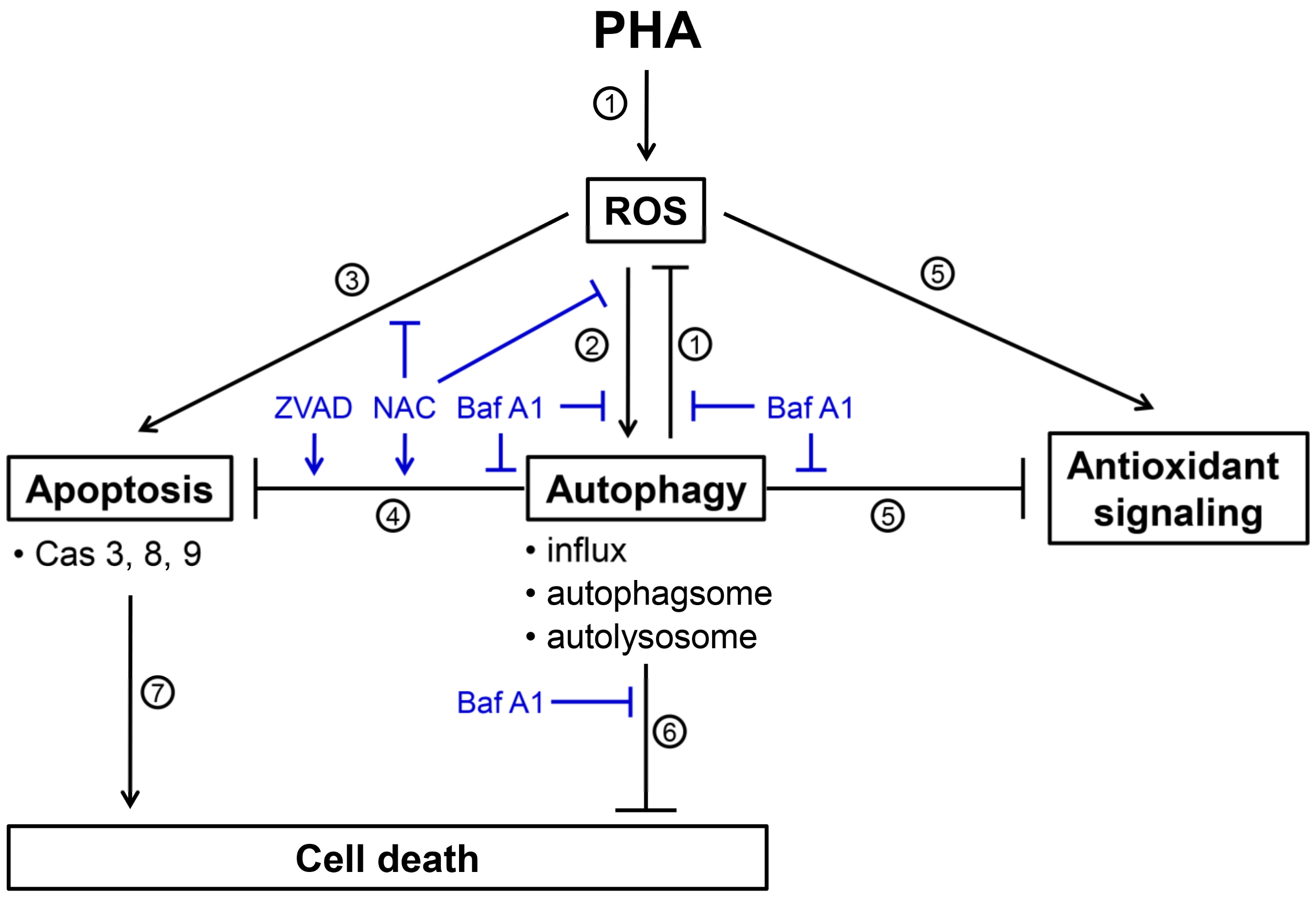 Antioxidants 11 01352 g008
