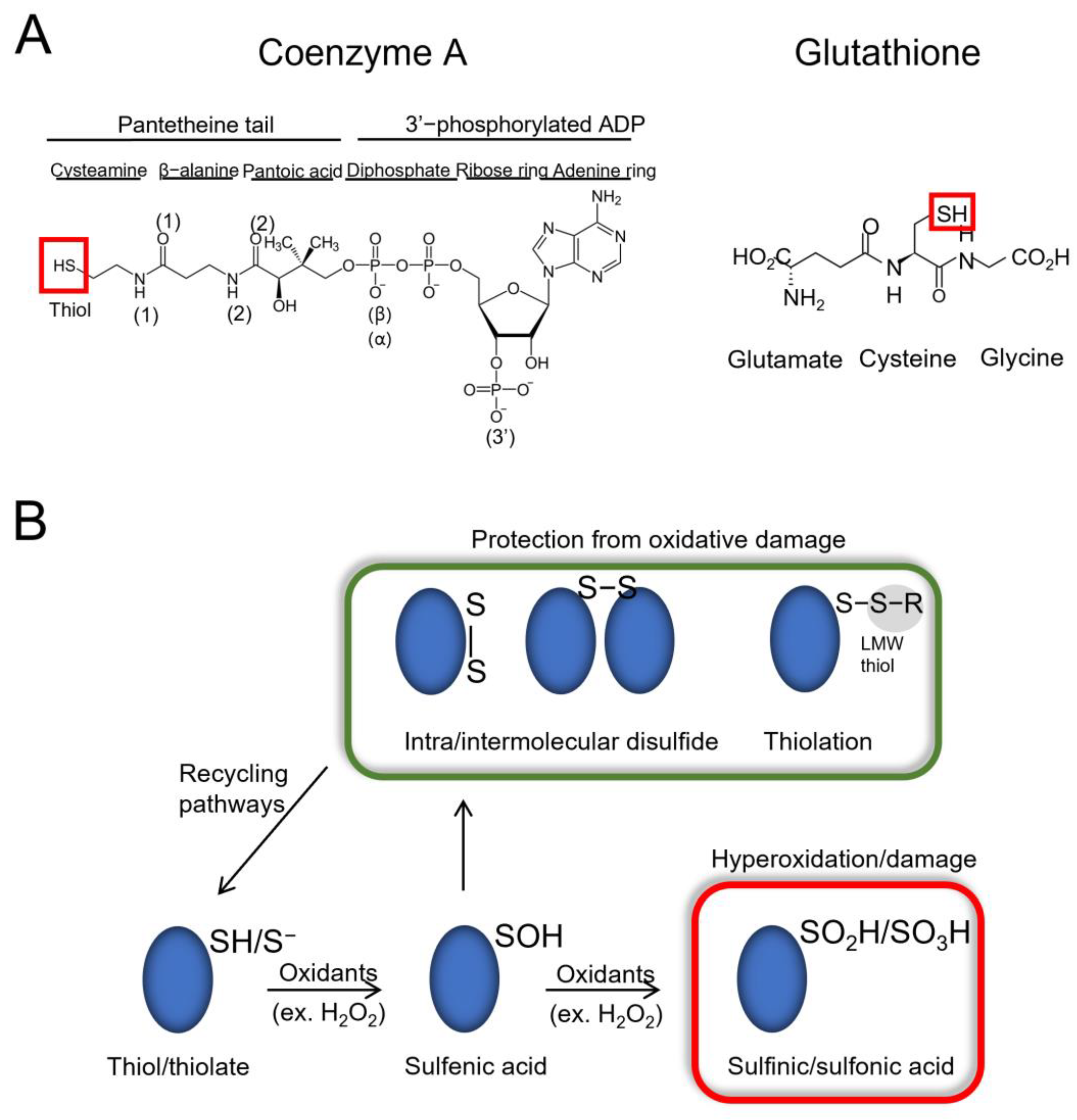 Antioxidants 11 01362 g001 Antioxidants 11 01362 g001