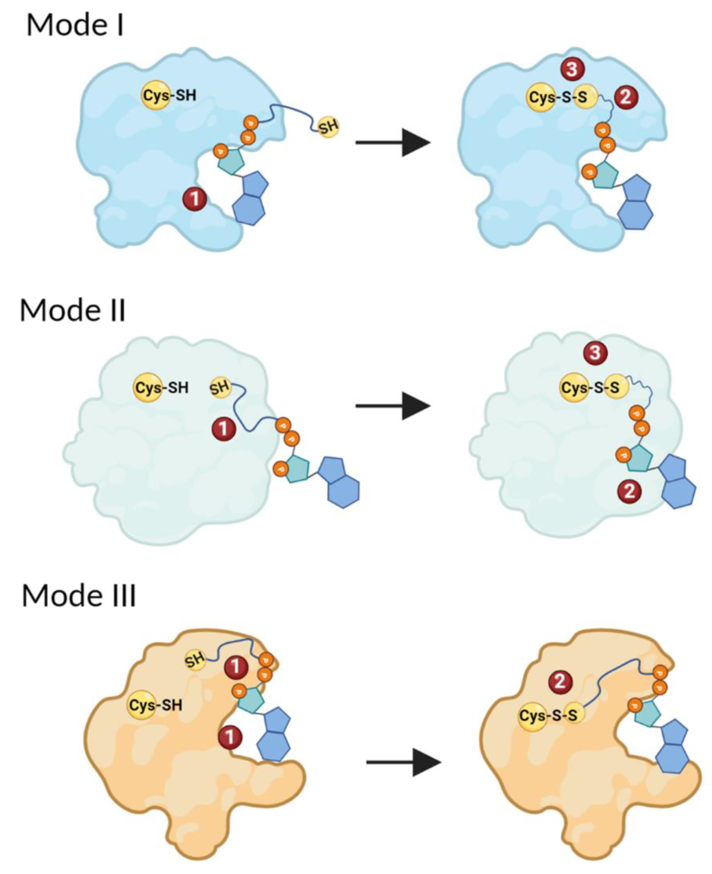 Antioxidants 11 01362 g005 Antioxidants 11 01362 g005