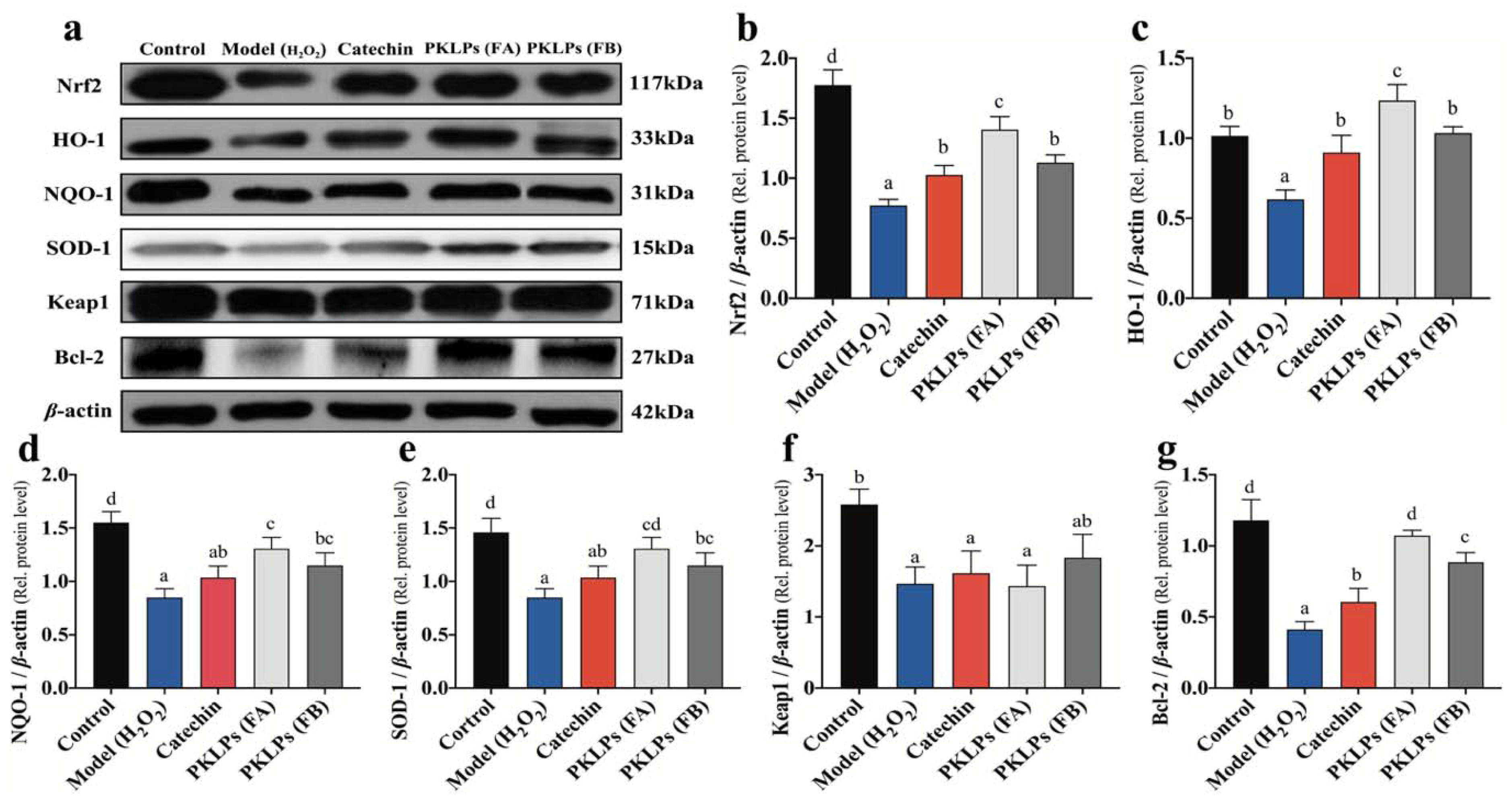 Antioxidants 11 01367 g005