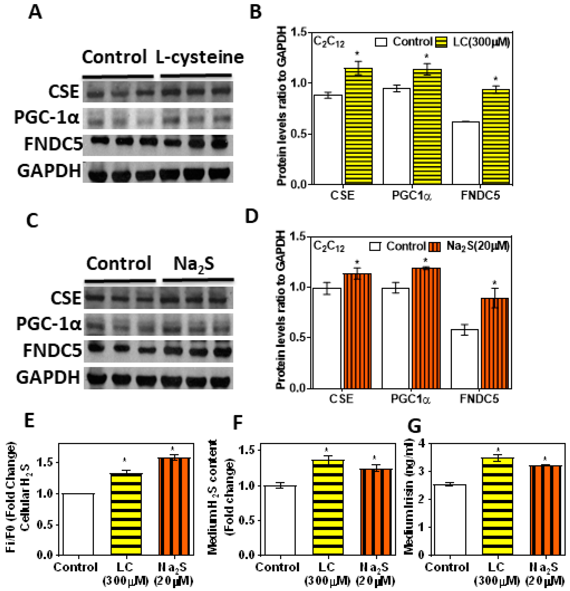 Antioxidants 11 01369 g005 Antioxidants 11 01369 g005